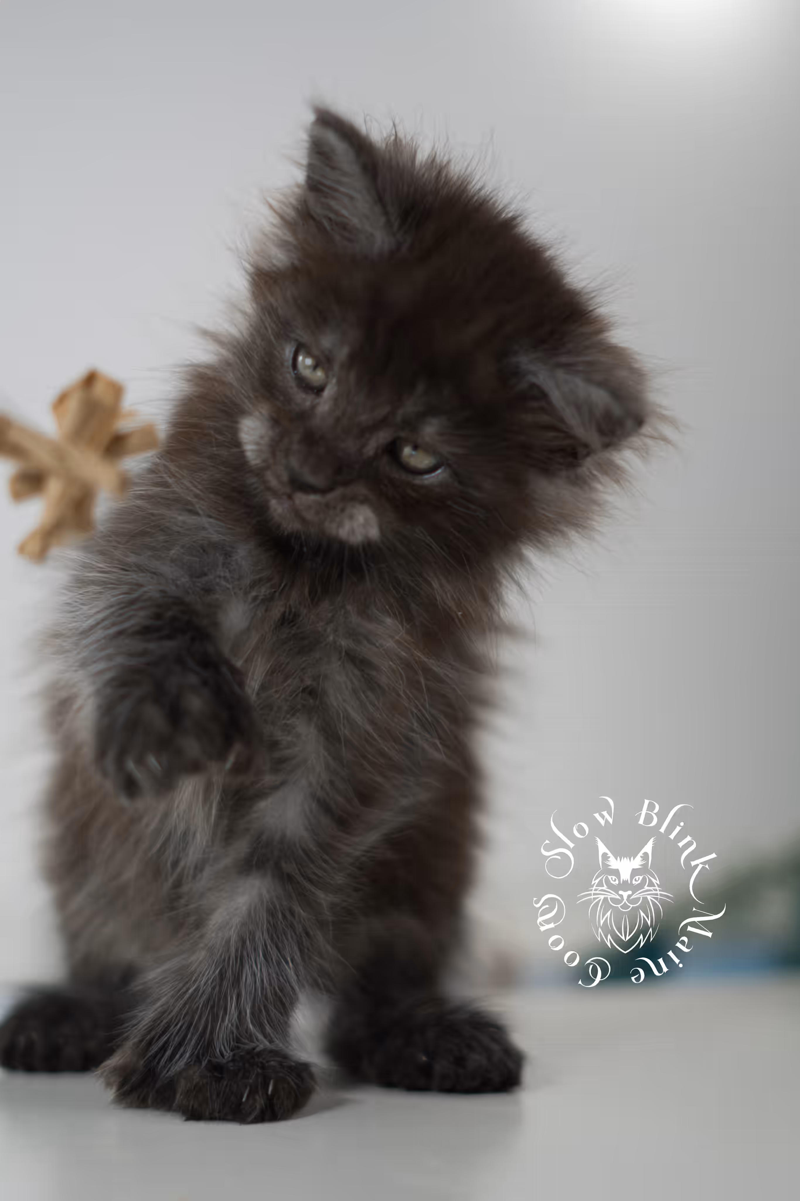 black smoke | maine coon kitten | ems code MCP ns | male | age 9 weeks | polydactyl | taken jan 2025 Black Smoke Maine Coon Kittens > black smoke | maine coon kitten | ems code MCP ns | male | age 9 weeks | polydactyl | taken jan 2025 | idx 02