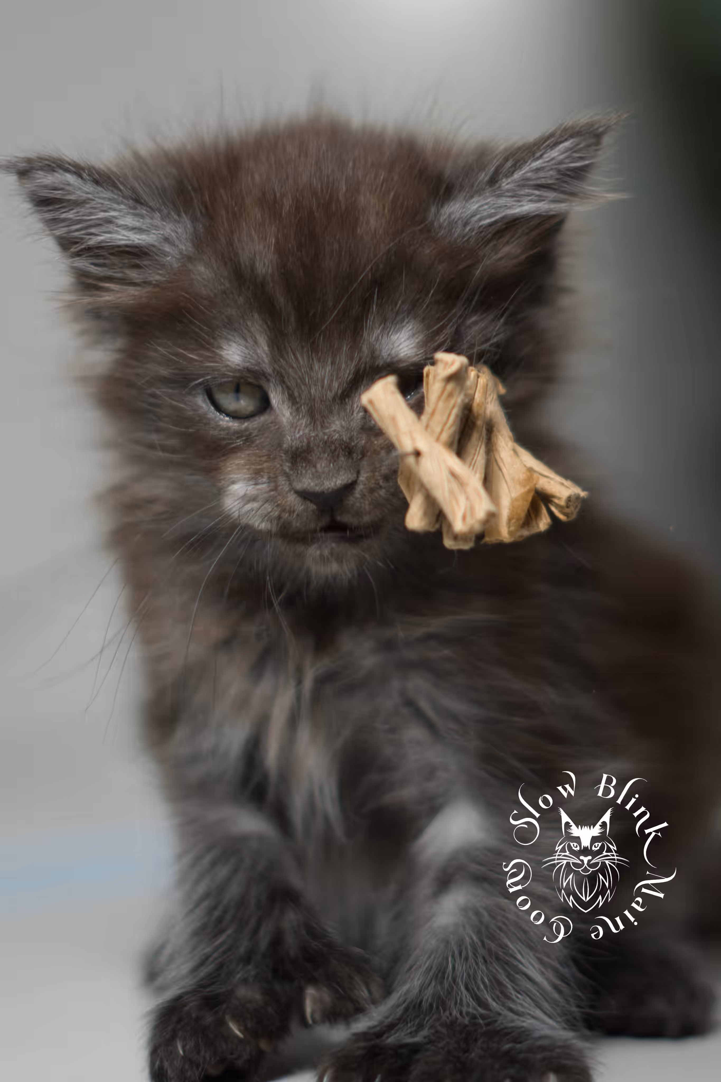 black smoke | maine coon kitten | ems code MCP ns | male | age 9 weeks | polydactyl | taken jan 2025 Black Smoke Maine Coon Kittens > black smoke | maine coon kitten | ems code MCP ns | male | age 9 weeks | polydactyl | taken jan 2025 | idx 03