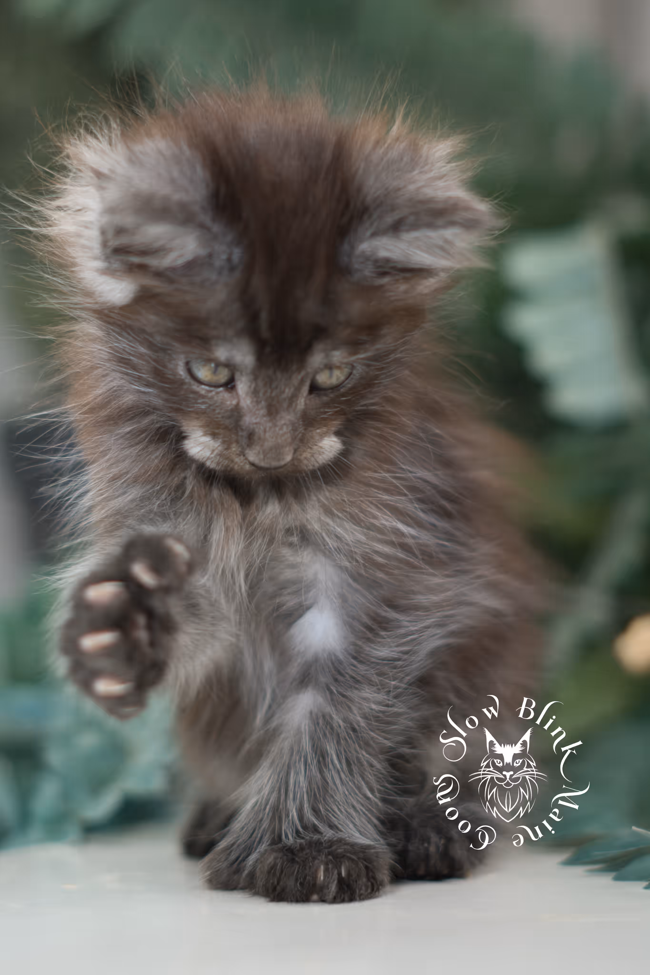 black smoke | maine coon kitten | ems code MCP ns | male | age 9 weeks | polydactyl | taken jan 2025 Black Smoke Maine Coon Kittens > black smoke | maine coon kitten | ems code MCP ns | male | age 9 weeks | polydactyl | taken jan 2025 | idx 05