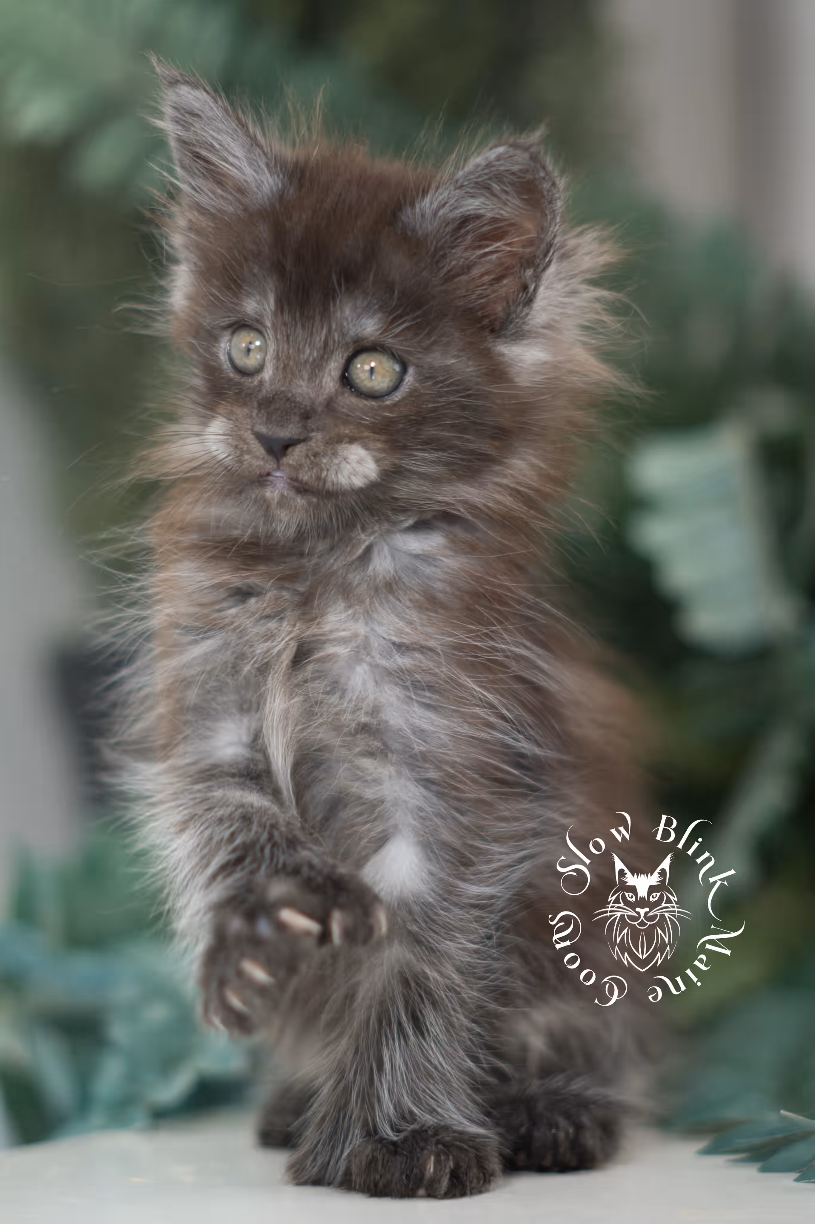 black smoke | maine coon kitten | ems code MCP ns | male | age 9 weeks | polydactyl | taken jan 2025 Black Smoke Maine Coon Kittens > black smoke | maine coon kitten | ems code MCP ns | male | age 9 weeks | polydactyl | taken jan 2025 | idx 06