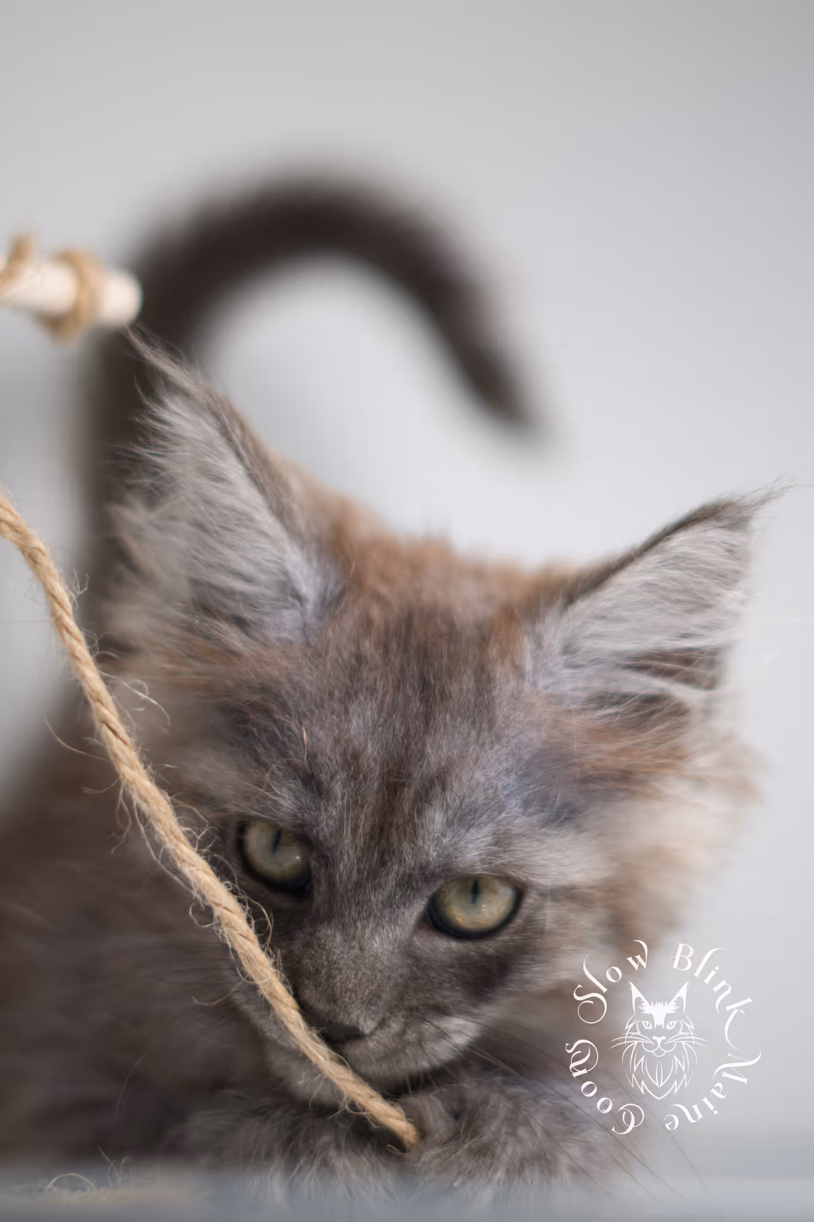 black smoke | maine coon kitten | ems code MCP ns | male | age 9 weeks | polydactyl | taken jan 2025 Black Smoke Maine Coon Kittens > black smoke | maine coon kitten | ems code MCP ns | male | age 9 weeks | polydactyl | taken jan 2025 | idx 07