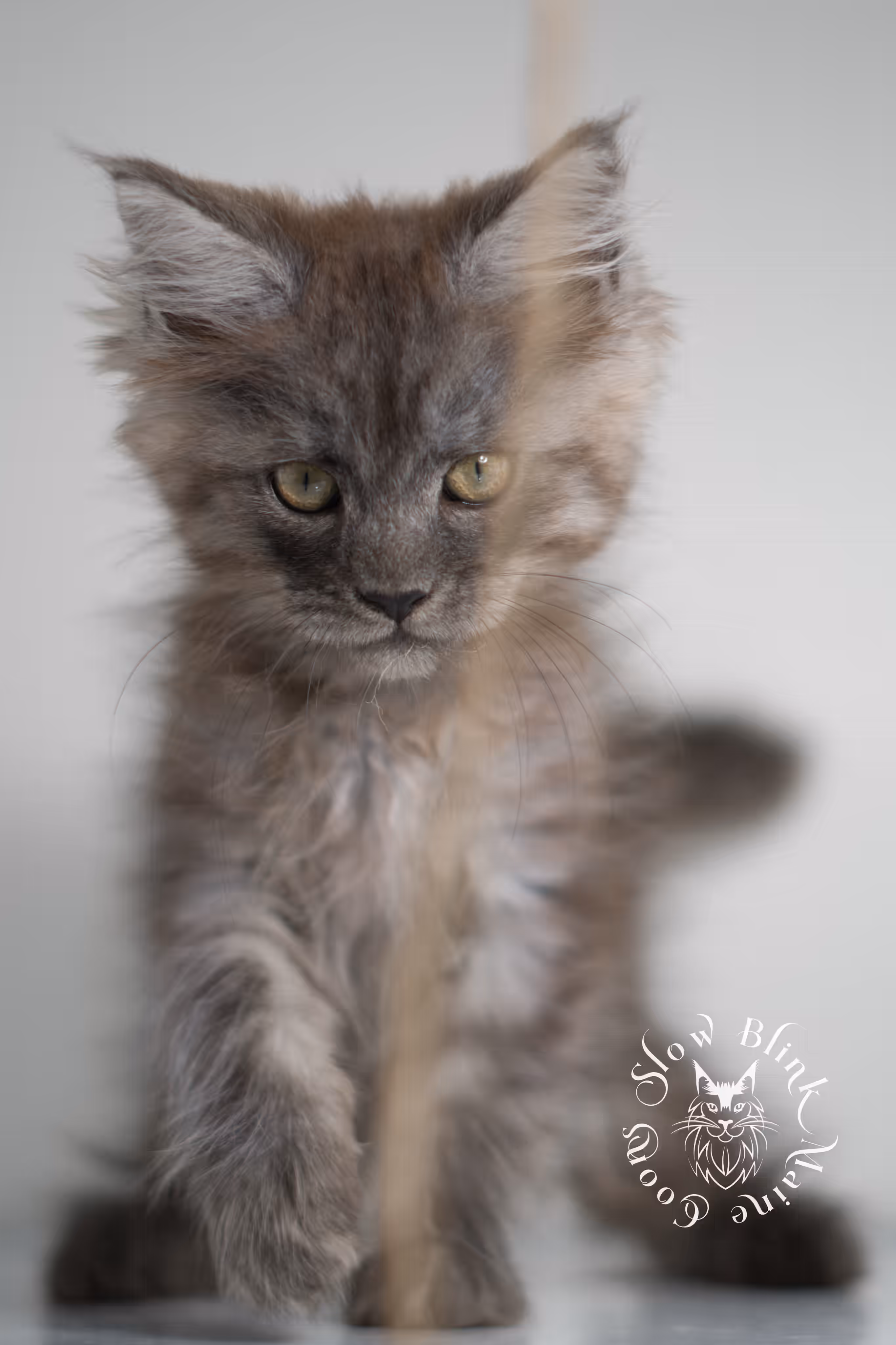 black smoke | maine coon kitten | ems code MCP ns | male | age 9 weeks | polydactyl | taken jan 2025 Black Smoke Maine Coon Kittens > black smoke | maine coon kitten | ems code MCP ns | male | age 9 weeks | polydactyl | taken jan 2025 | idx 08