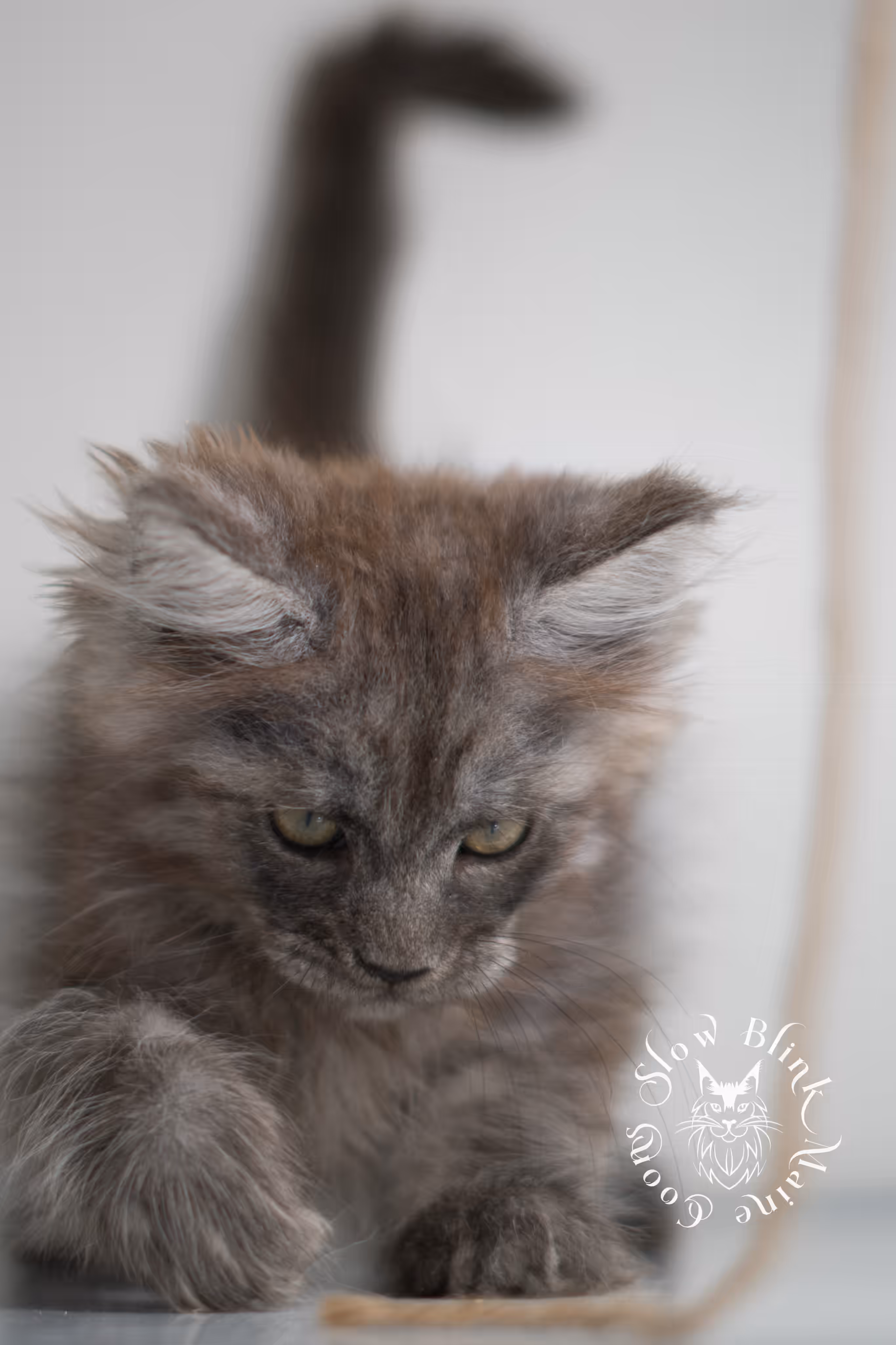 black smoke | maine coon kitten | ems code MCP ns | male | age 9 weeks | polydactyl | taken jan 2025 Black Smoke Maine Coon Kittens > black smoke | maine coon kitten | ems code MCP ns | male | age 9 weeks | polydactyl | taken jan 2025 | idx 09