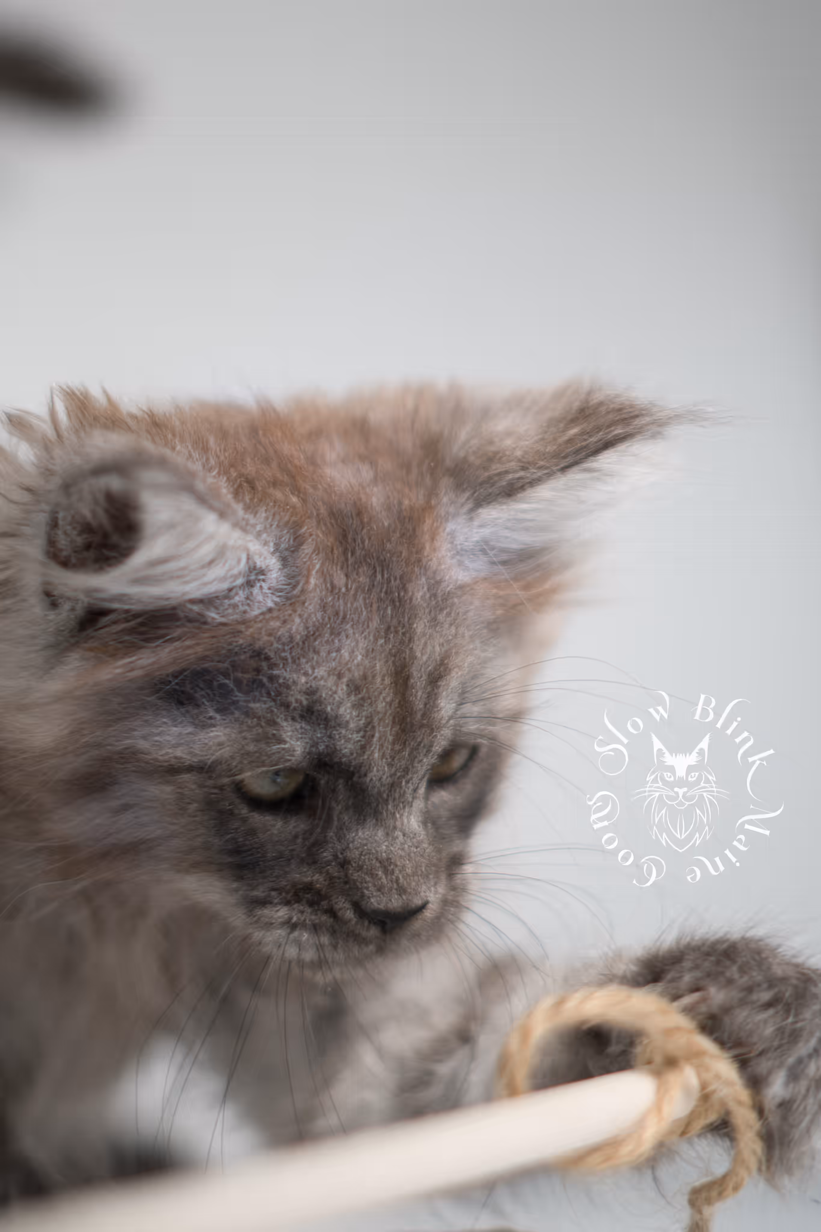 black smoke | maine coon kitten | ems code MCP ns | male | age 9 weeks | polydactyl | taken jan 2025 Black Smoke Maine Coon Kittens > black smoke | maine coon kitten | ems code MCP ns | male | age 9 weeks | polydactyl | taken jan 2025 | idx 10