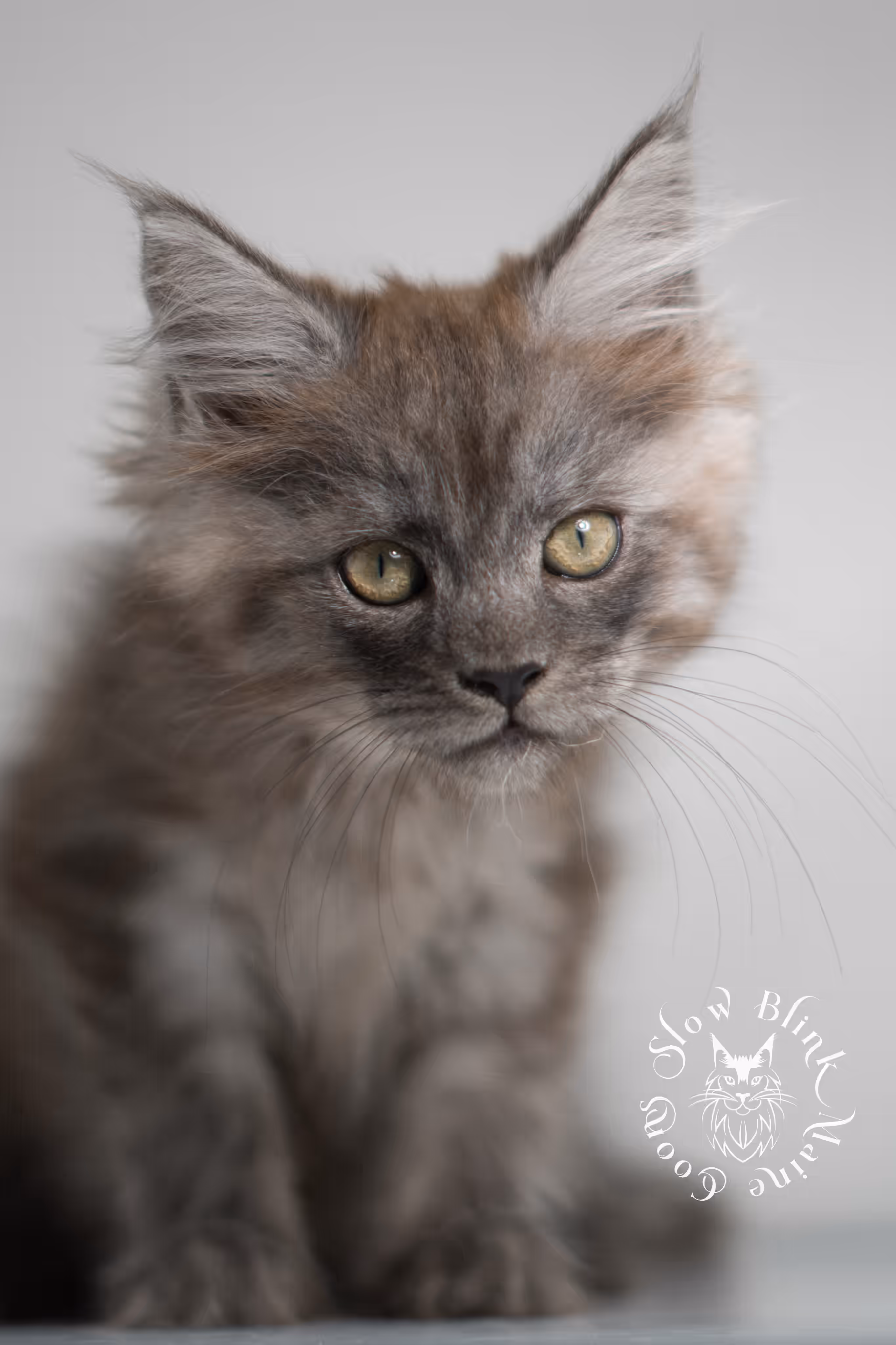 black smoke | maine coon kitten | ems code MCP ns | male | age 9 weeks | polydactyl | taken jan 2025 Black Smoke Maine Coon Kittens > black smoke | maine coon kitten | ems code MCP ns | male | age 9 weeks | polydactyl | taken jan 2025 | idx 11