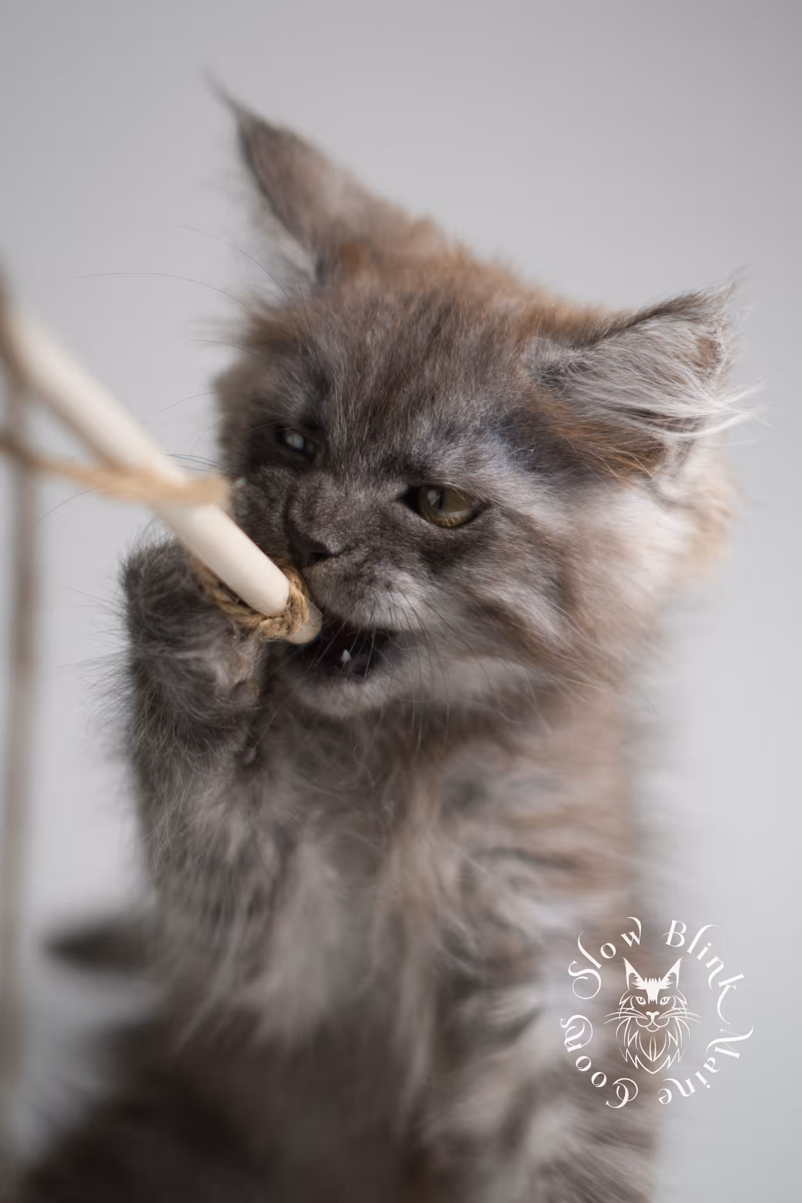 black smoke | maine coon kitten | ems code MCP ns | male | age 9 weeks | polydactyl | taken jan 2025 Black Smoke Maine Coon Kittens > black smoke | maine coon kitten | ems code MCP ns | male | age 9 weeks | polydactyl | taken jan 2025 | idx 12