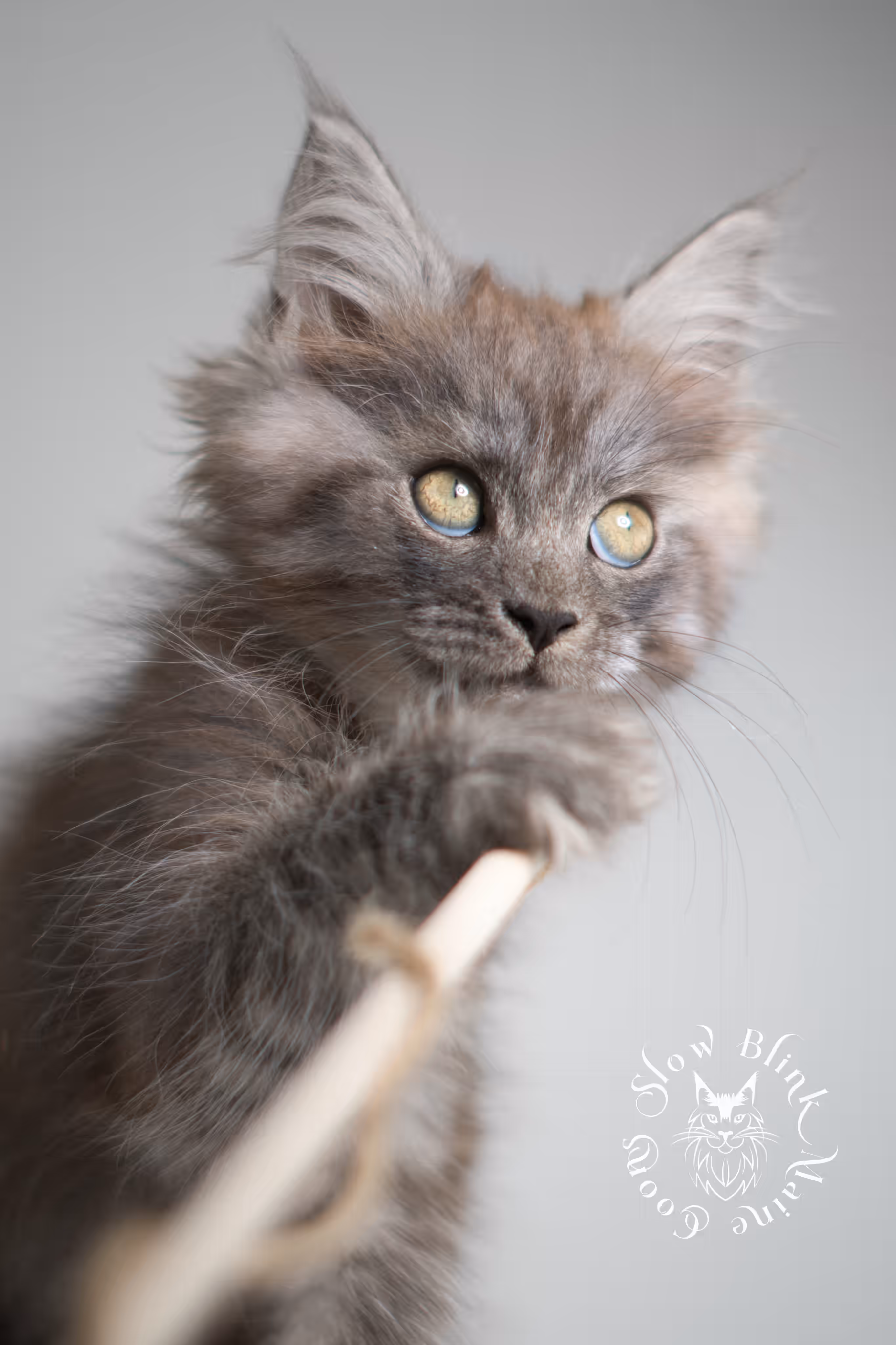 black smoke | maine coon kitten | ems code MCP ns | male | age 9 weeks | polydactyl | taken jan 2025 Black Smoke Maine Coon Kittens > black smoke | maine coon kitten | ems code MCP ns | male | age 9 weeks | polydactyl | taken jan 2025 | idx 13
