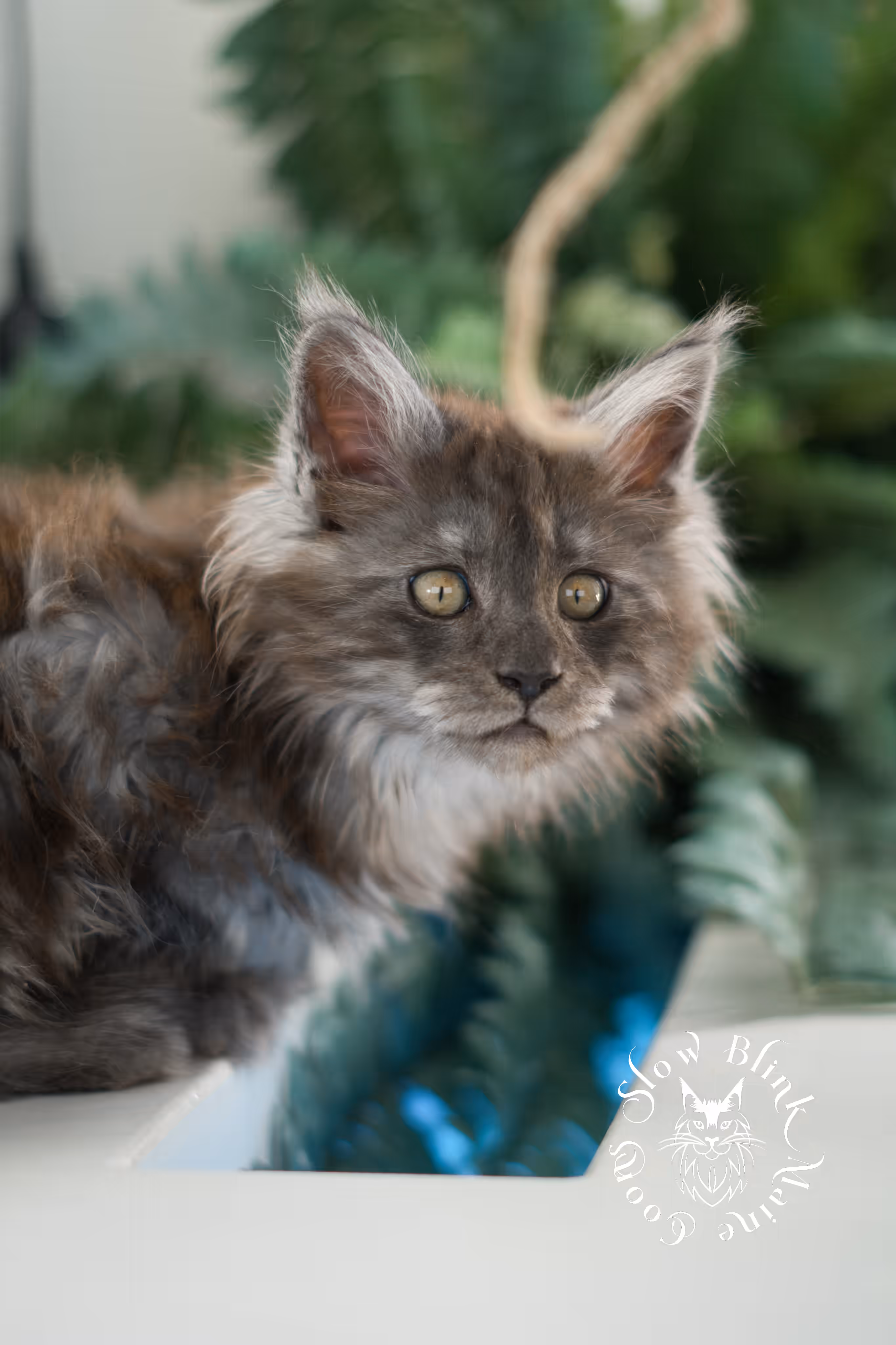 black smoke | maine coon kitten | ems code mcp ns | male | age 10 weeks | paws poly | taken feb 2025 Black Smoke Maine Coon Kittens > black smoke | maine coon kitten | ems code mcp ns | male | age 10 weeks | paws poly | taken feb 2025 | idx 01