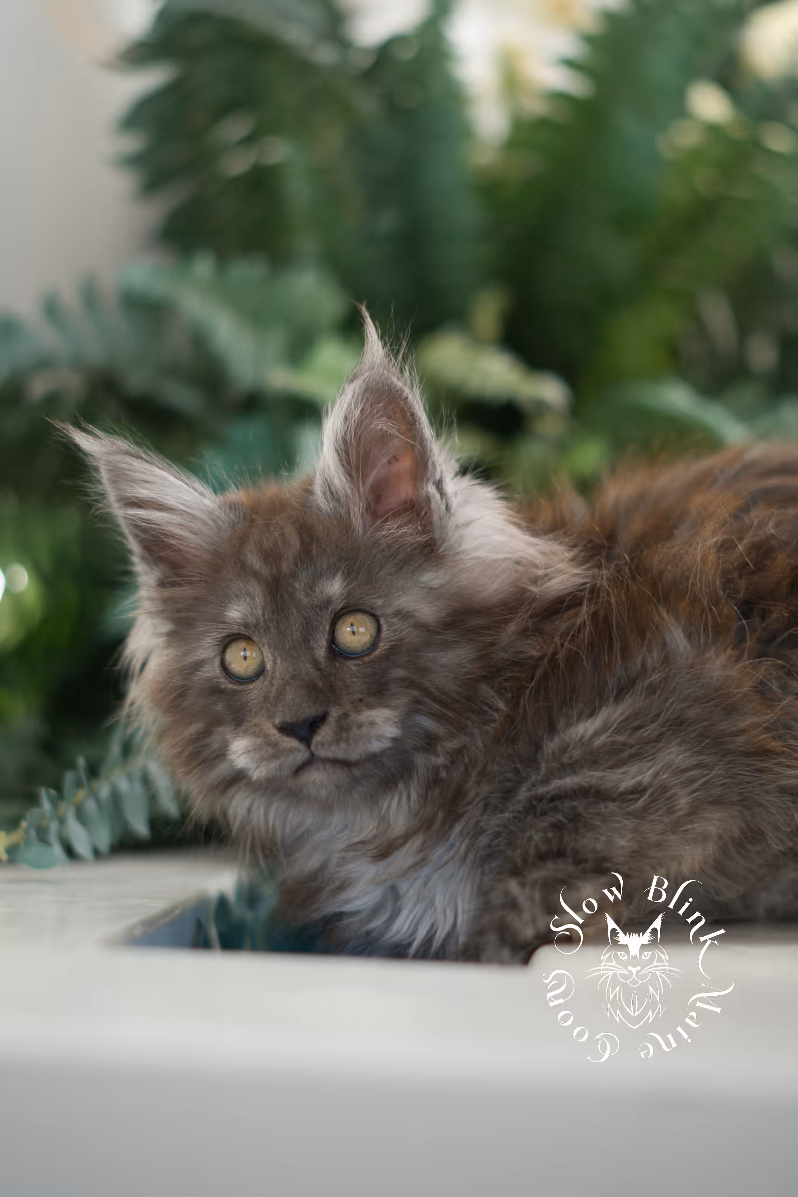 black smoke | maine coon kitten | ems code mcp ns | male | age 10 weeks | paws poly | taken feb 2025 Black Smoke Maine Coon Kittens > black smoke | maine coon kitten | ems code mcp ns | male | age 10 weeks | paws poly | taken feb 2025 | idx 02