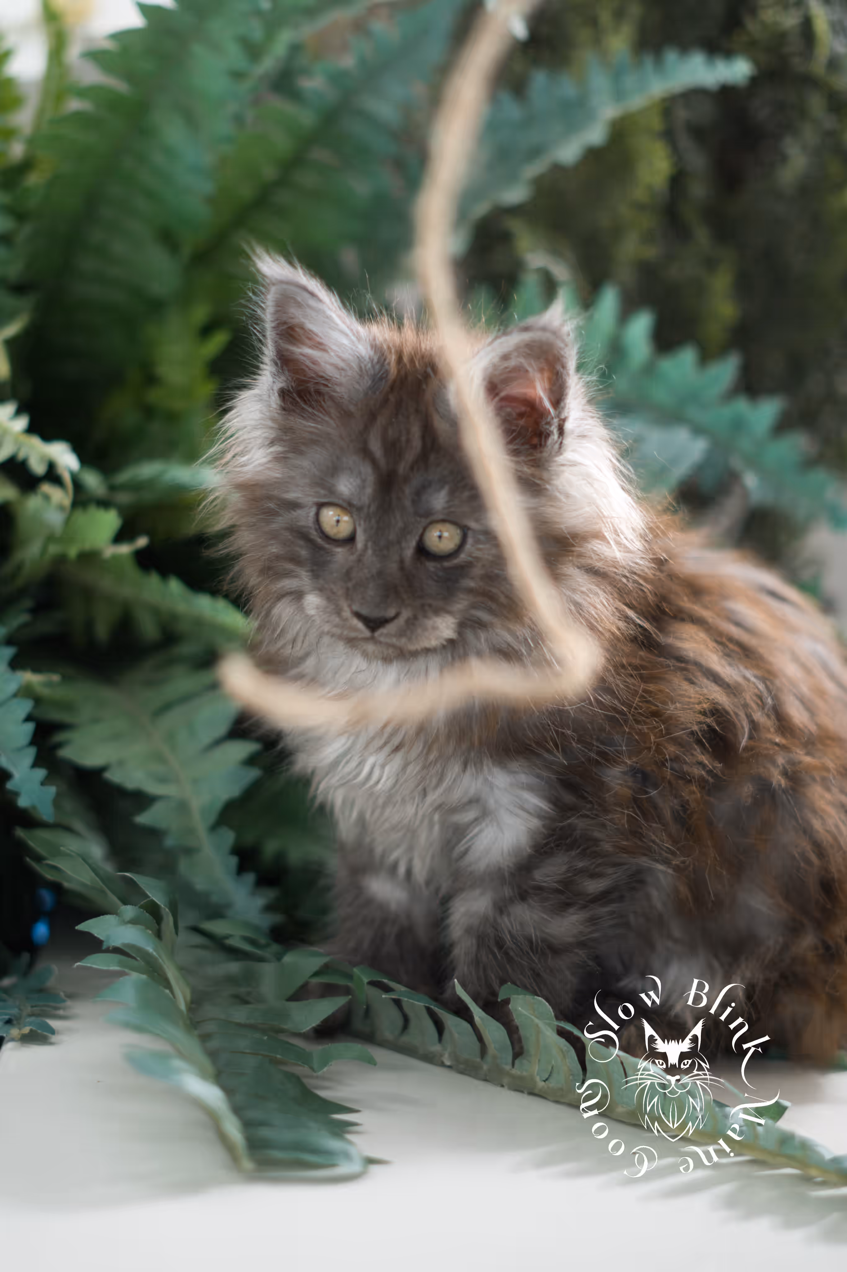 black smoke | maine coon kitten | ems code mcp ns | male | age 10 weeks | paws poly | taken feb 2025 Black Smoke Maine Coon Kittens > black smoke | maine coon kitten | ems code mcp ns | male | age 10 weeks | paws poly | taken feb 2025 | idx 03