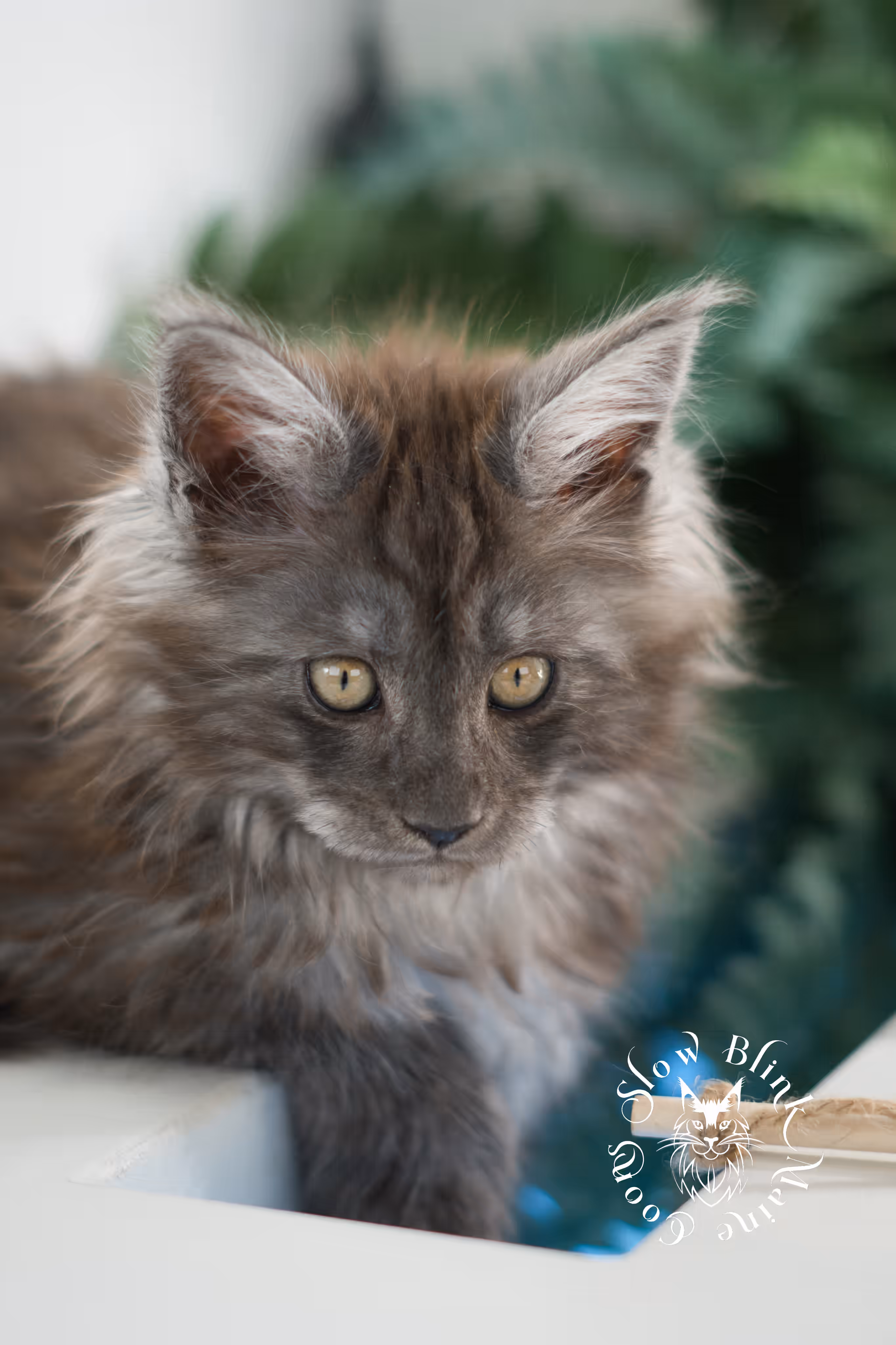 black smoke | maine coon kitten | ems code mcp ns | male | age 10 weeks | paws poly | taken feb 2025 Black Smoke Maine Coon Kittens > black smoke | maine coon kitten | ems code mcp ns | male | age 10 weeks | paws poly | taken feb 2025 | idx 05