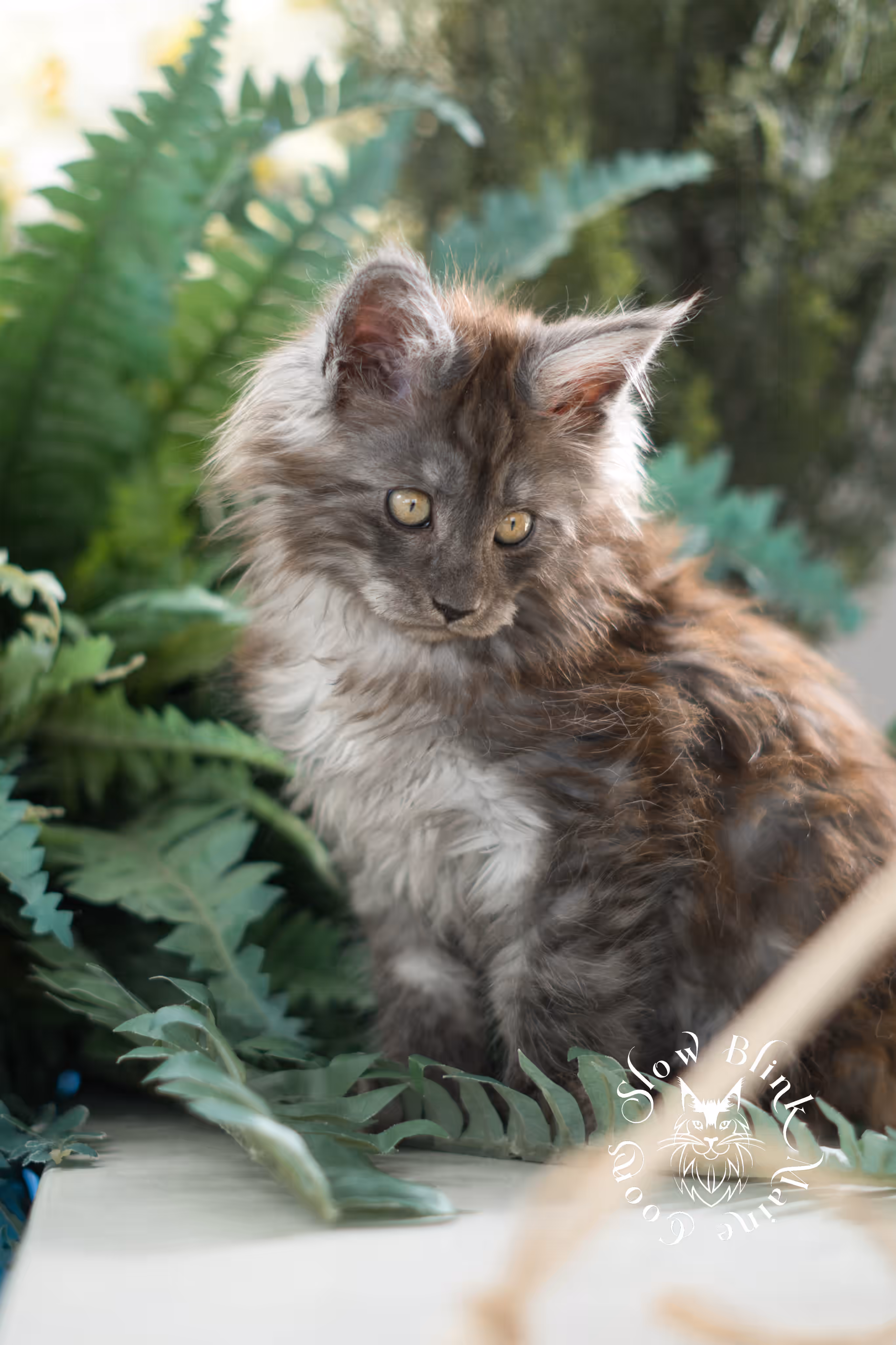 black smoke | maine coon kitten | ems code mcp ns | male | age 10 weeks | paws poly | taken feb 2025 Black Smoke Maine Coon Kittens > black smoke | maine coon kitten | ems code mcp ns | male | age 10 weeks | paws poly | taken feb 2025 | idx 06