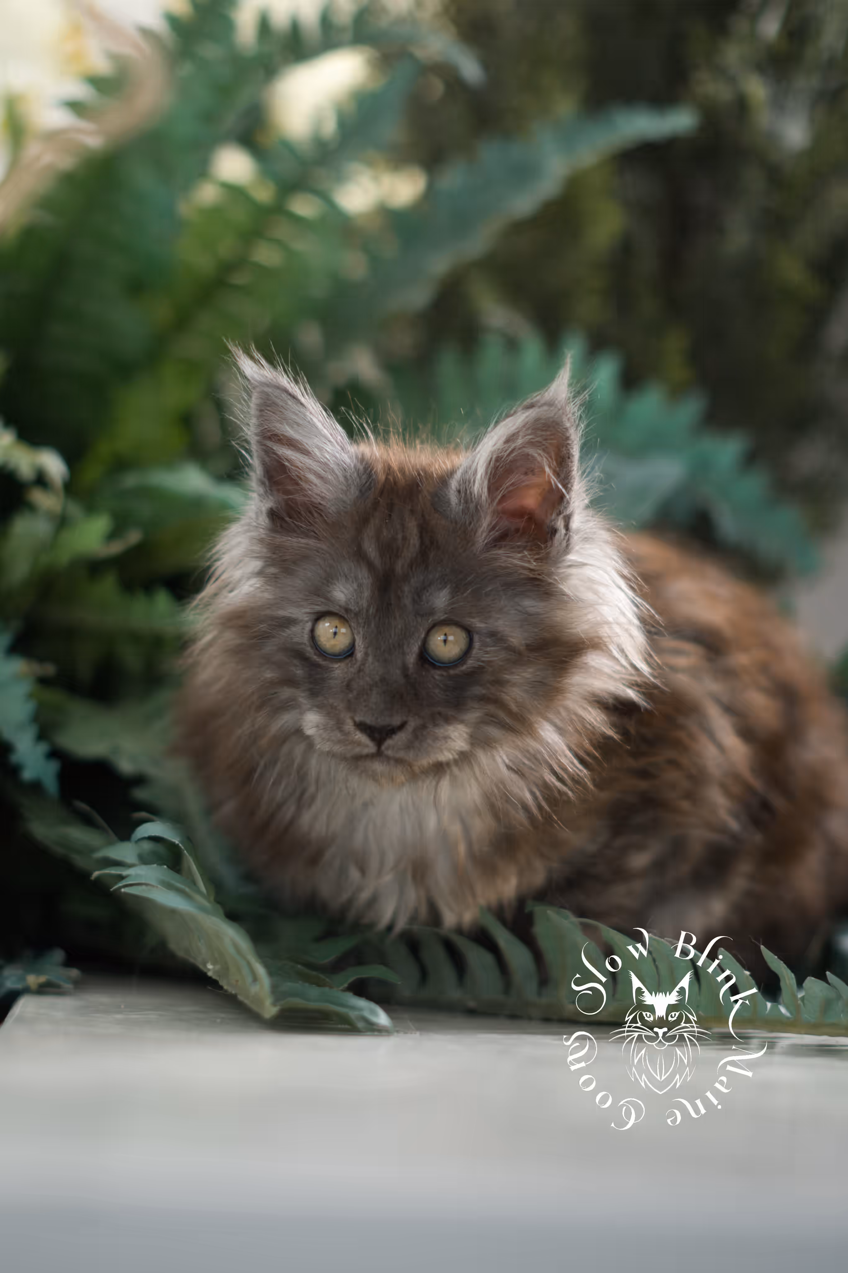 black smoke | maine coon kitten | ems code mcp ns | male | age 10 weeks | paws poly | taken feb 2025 Black Smoke Maine Coon Kittens > black smoke | maine coon kitten | ems code mcp ns | male | age 10 weeks | paws poly | taken feb 2025 | idx 07