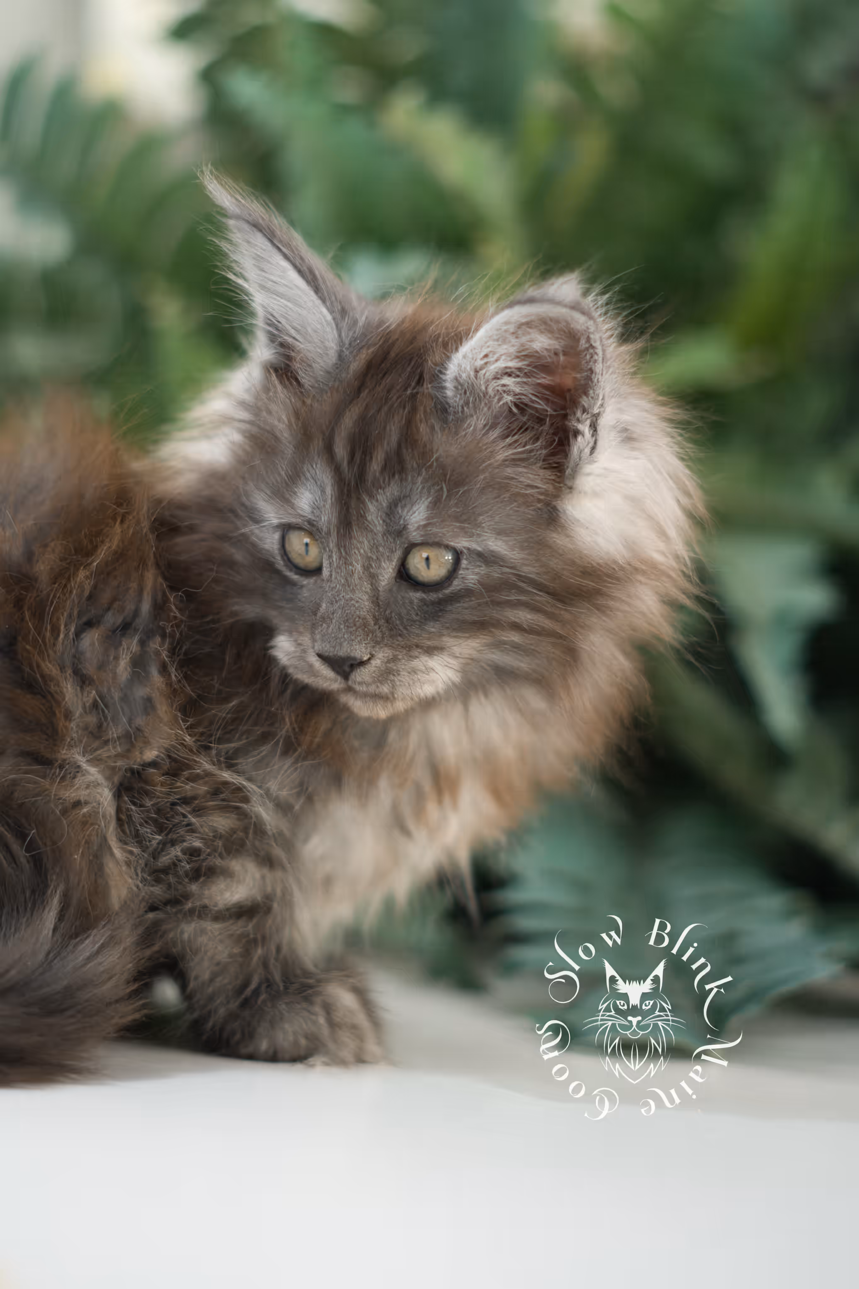 black smoke | maine coon kitten | ems code mcp ns | male | age 10 weeks | poly | taken mar 2025 Black Smoke Maine Coon Kittens > black smoke | maine coon kitten | ems code mcp ns | male | age 10 weeks | poly | taken mar 2025 | idx 01