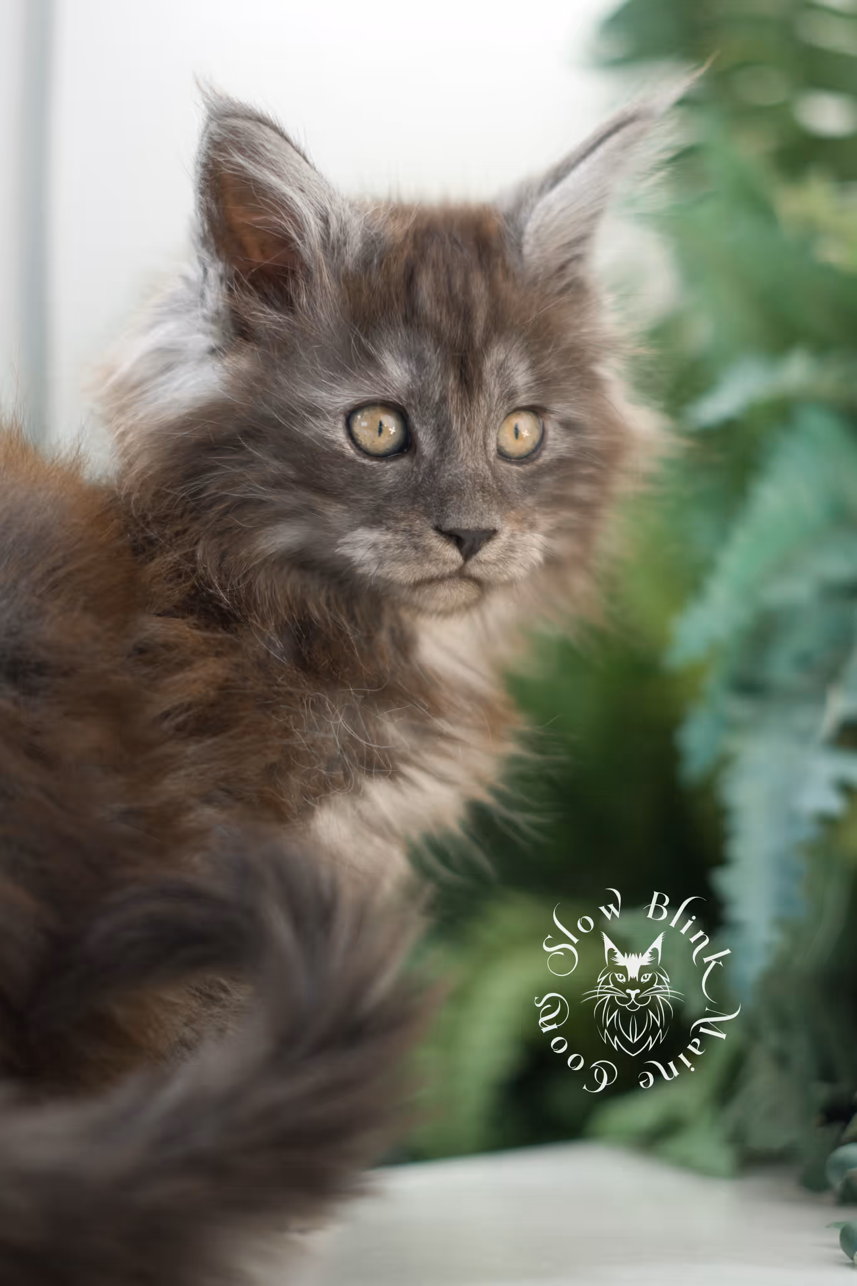 black smoke | maine coon kitten | ems code mcp ns | male | age 10 weeks | poly | taken mar 2025 Black Smoke Maine Coon Kittens > black smoke | maine coon kitten | ems code mcp ns | male | age 10 weeks | poly | taken mar 2025 | idx 02