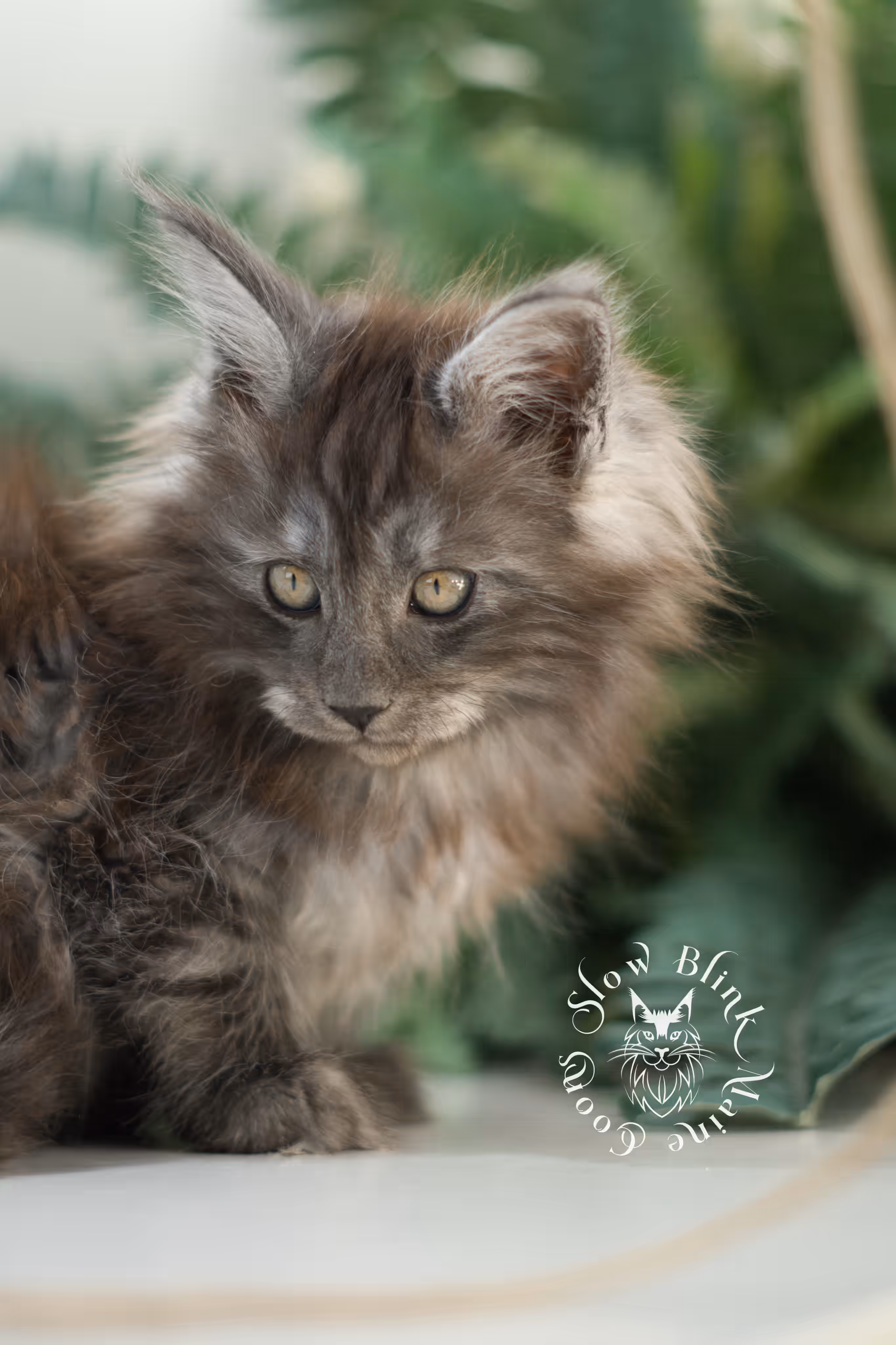 black smoke | maine coon kitten | ems code mcp ns | male | age 10 weeks | poly | taken mar 2025 Black Smoke Maine Coon Kittens > black smoke | maine coon kitten | ems code mcp ns | male | age 10 weeks | poly | taken mar 2025 | idx 03