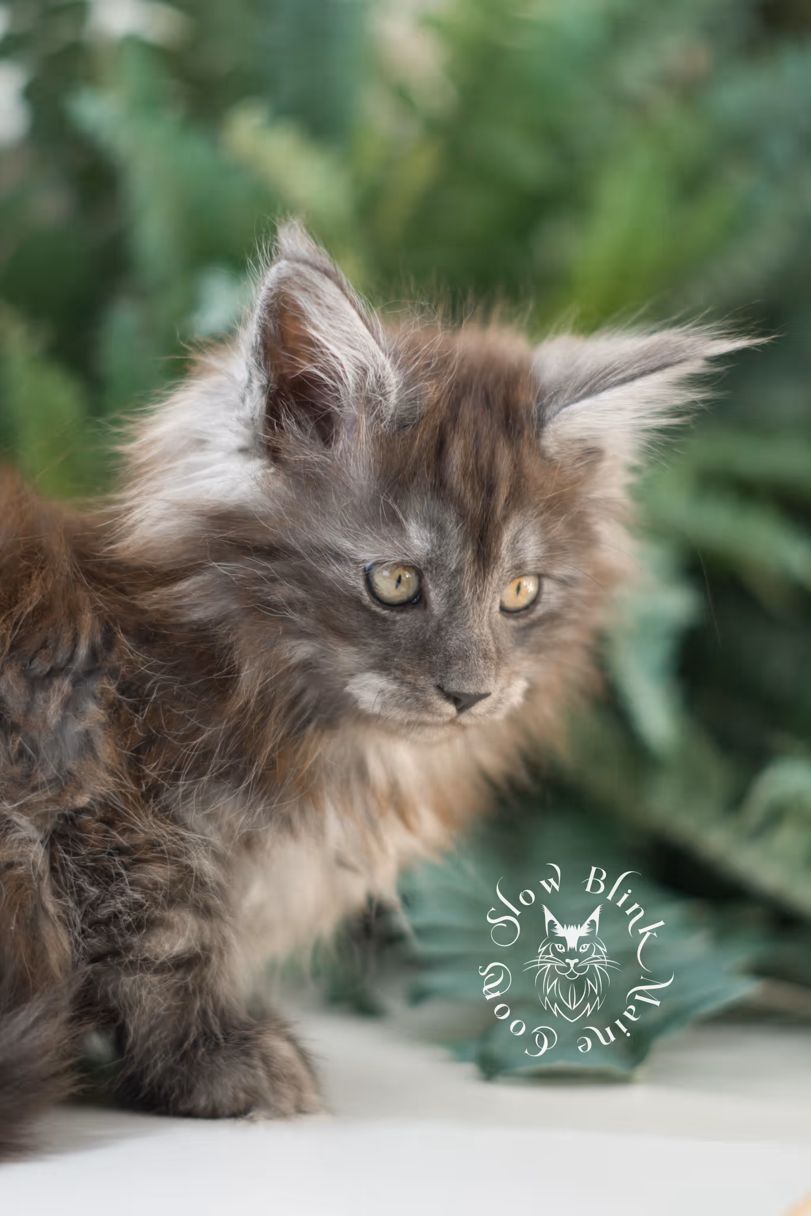 black smoke | maine coon kitten | ems code mcp ns | male | age 10 weeks | poly | taken mar 2025 Black Smoke Maine Coon Kittens > black smoke | maine coon kitten | ems code mcp ns | male | age 10 weeks | poly | taken mar 2025 | idx 04
