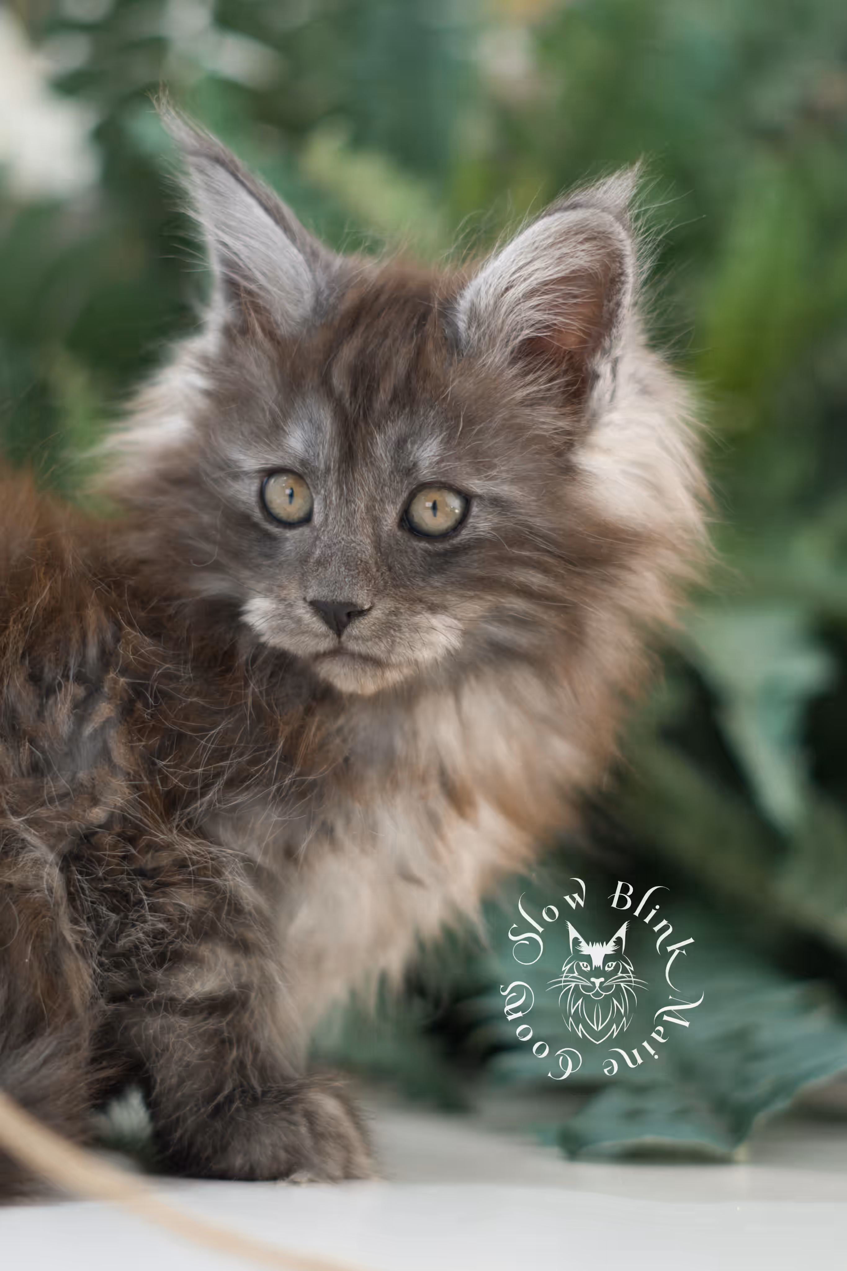 black smoke | maine coon kitten | ems code mcp ns | male | age 10 weeks | poly | taken mar 2025 Black Smoke Maine Coon Kittens > black smoke | maine coon kitten | ems code mcp ns | male | age 10 weeks | poly | taken mar 2025 | idx 05