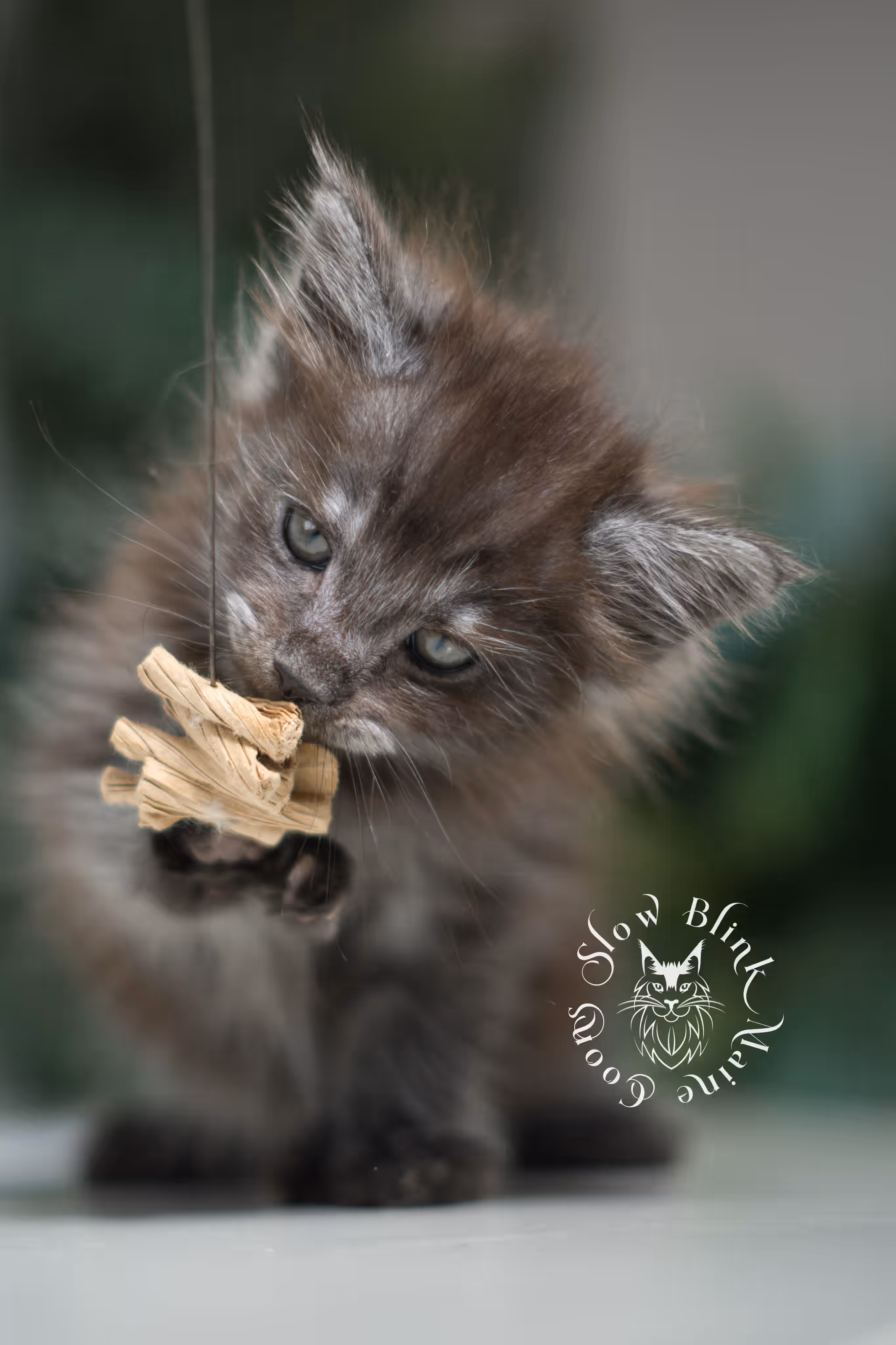 black smoke | maine coon kitten | ems code mcp ns | male | taken feb 2025 | poly | age 5 weeks Black Smoke Maine Coon Kittens > black smoke | maine coon kitten | ems code mcp ns | male | taken feb 2025 | poly | age 5 weeks | idx 01