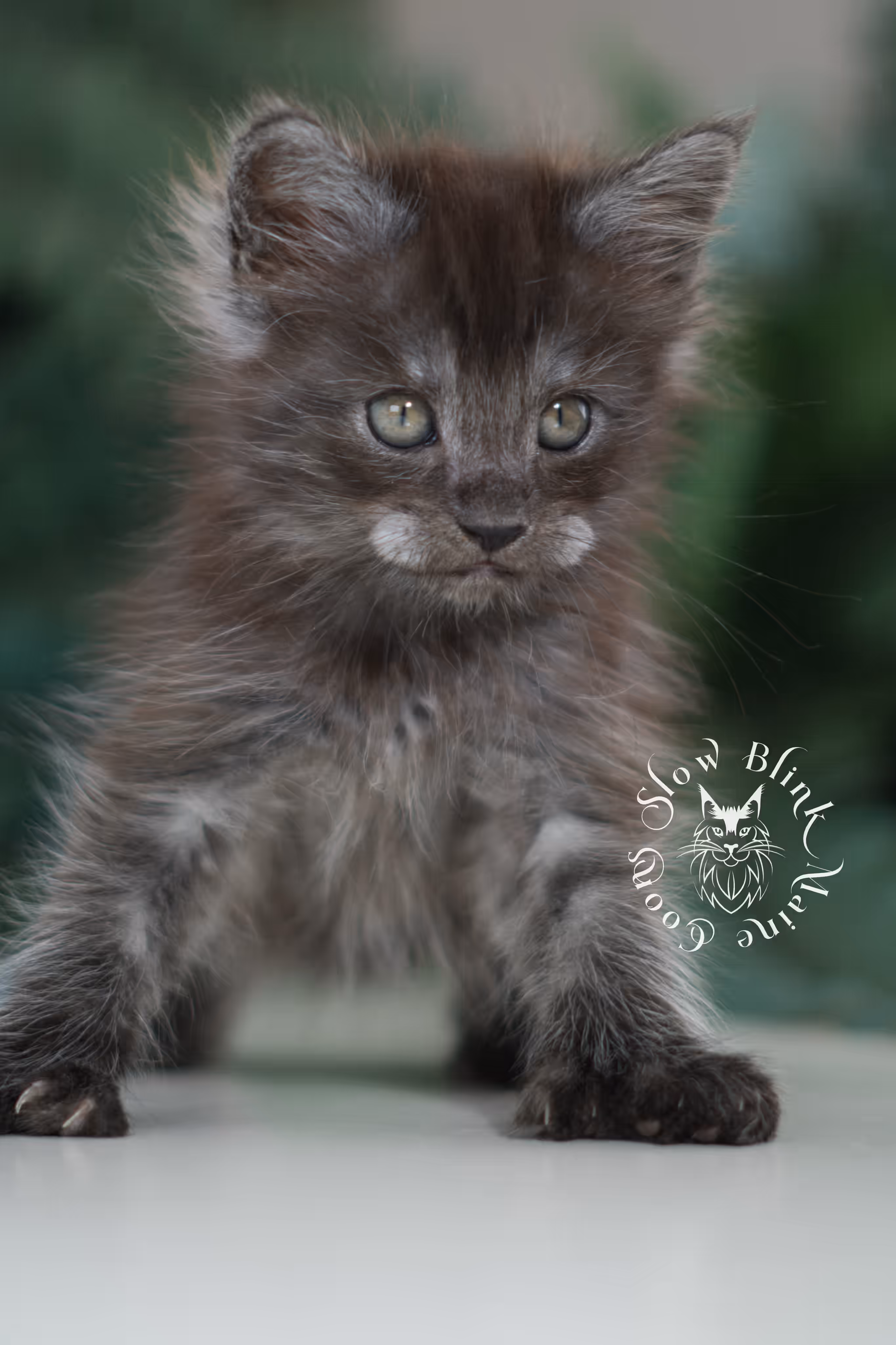 black smoke | maine coon kitten | ems code mcp ns | male | taken feb 2025 | poly | age 5 weeks Black Smoke Maine Coon Kittens > black smoke | maine coon kitten | ems code mcp ns | male | taken feb 2025 | poly | age 5 weeks | idx 02
