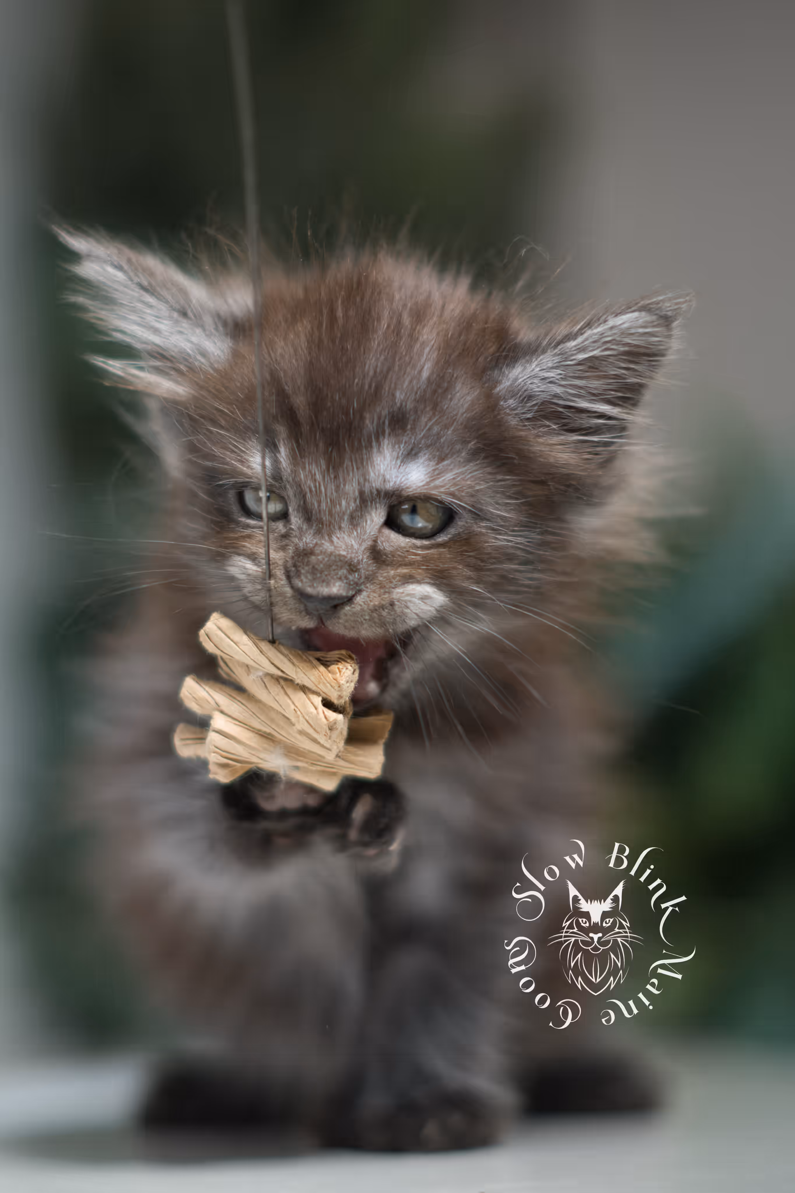 black smoke | maine coon kitten | ems code mcp ns | male | taken feb 2025 | poly | age 5 weeks Black Smoke Maine Coon Kittens > black smoke | maine coon kitten | ems code mcp ns | male | taken feb 2025 | poly | age 5 weeks | idx 04