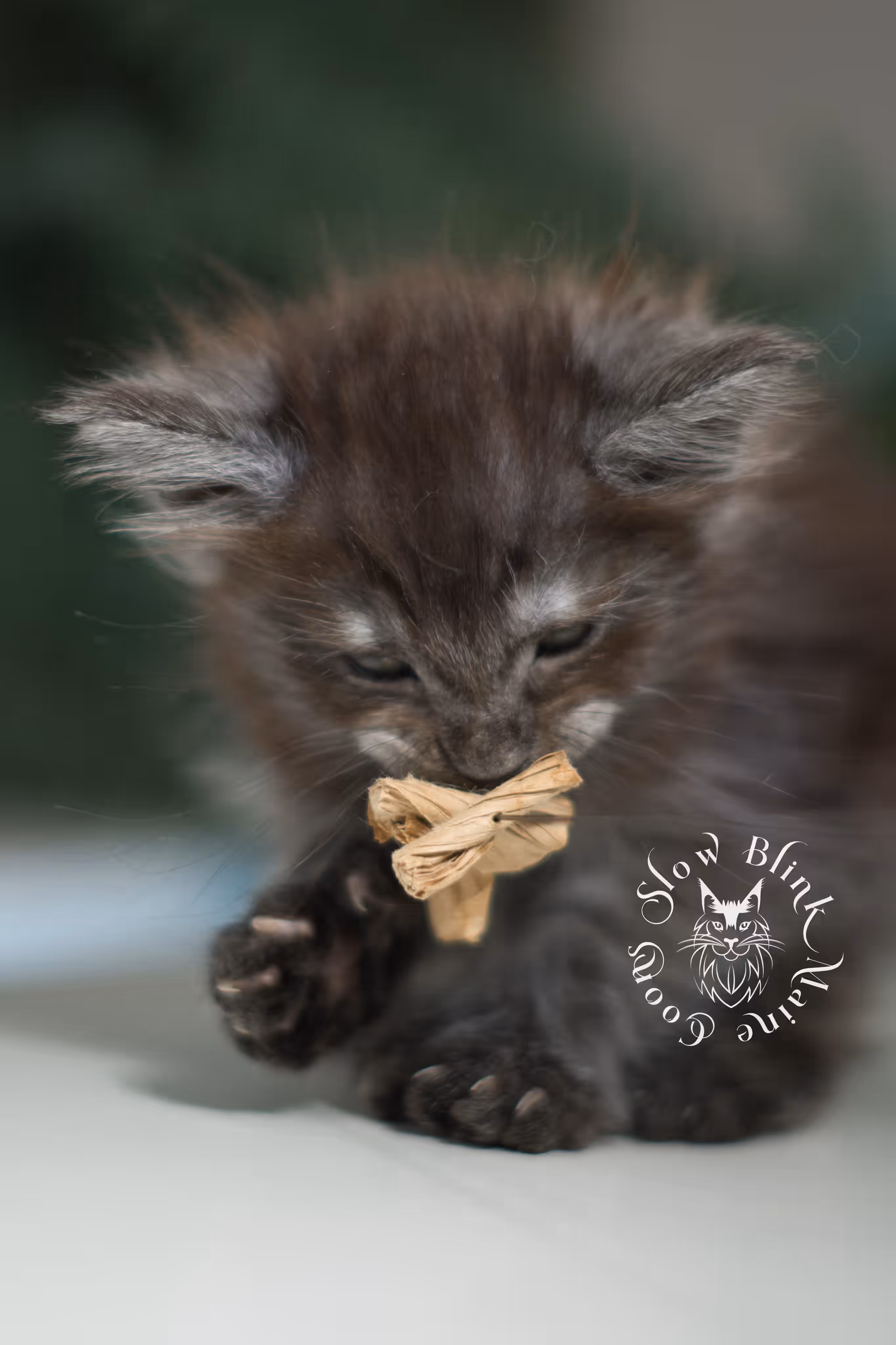 black smoke | maine coon kitten | ems code mcp ns | male | taken feb 2025 | poly | age 5 weeks Black Smoke Maine Coon Kittens > black smoke | maine coon kitten | ems code mcp ns | male | taken feb 2025 | poly | age 5 weeks | idx 05