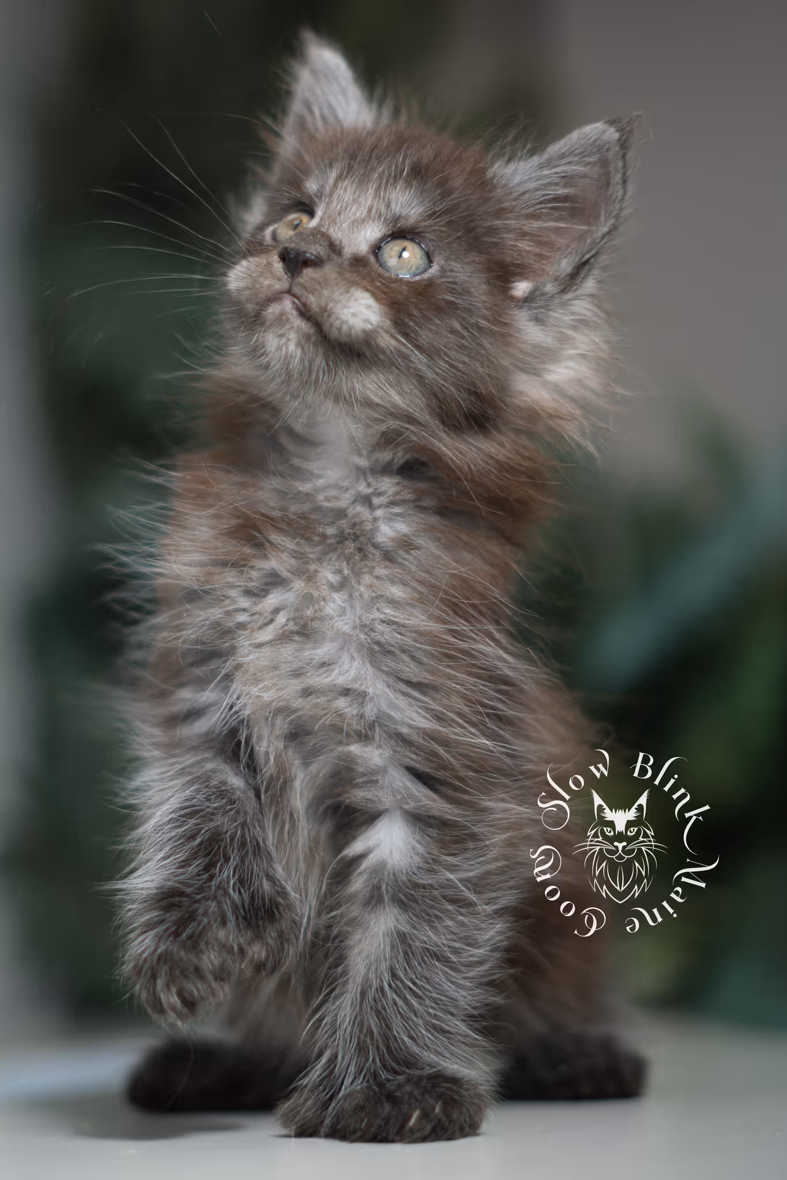 black smoke | maine coon kitten | ems code mcp ns | male | taken feb 2025 | poly | age 5 weeks Black Smoke Maine Coon Kittens > black smoke | maine coon kitten | ems code mcp ns | male | taken feb 2025 | poly | age 5 weeks | idx 06