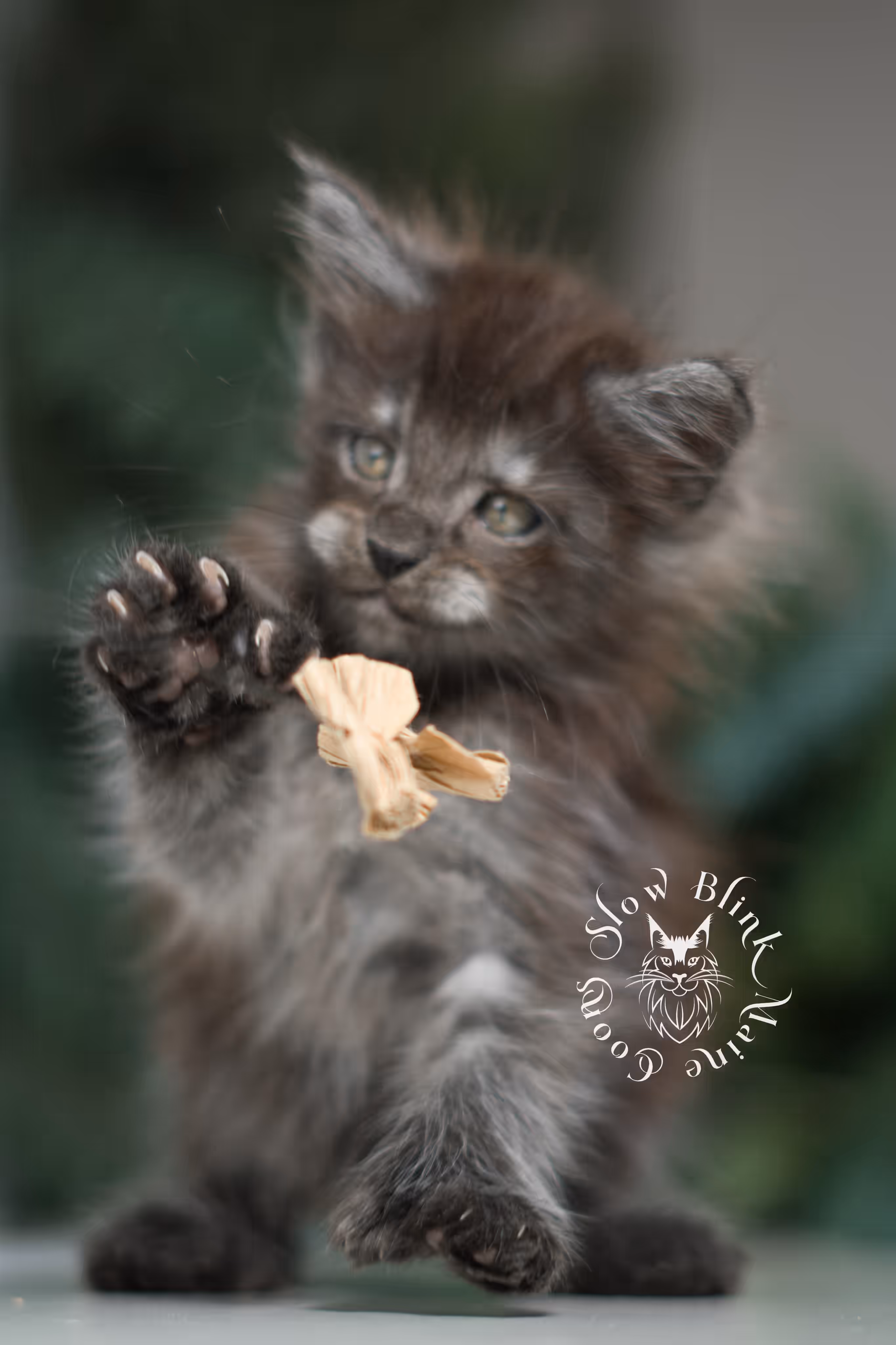 black smoke | maine coon kitten | ems code mcp ns | male | taken feb 2025 | poly | age 5 weeks Black Smoke Maine Coon Kittens > black smoke | maine coon kitten | ems code mcp ns | male | taken feb 2025 | poly | age 5 weeks | idx 07