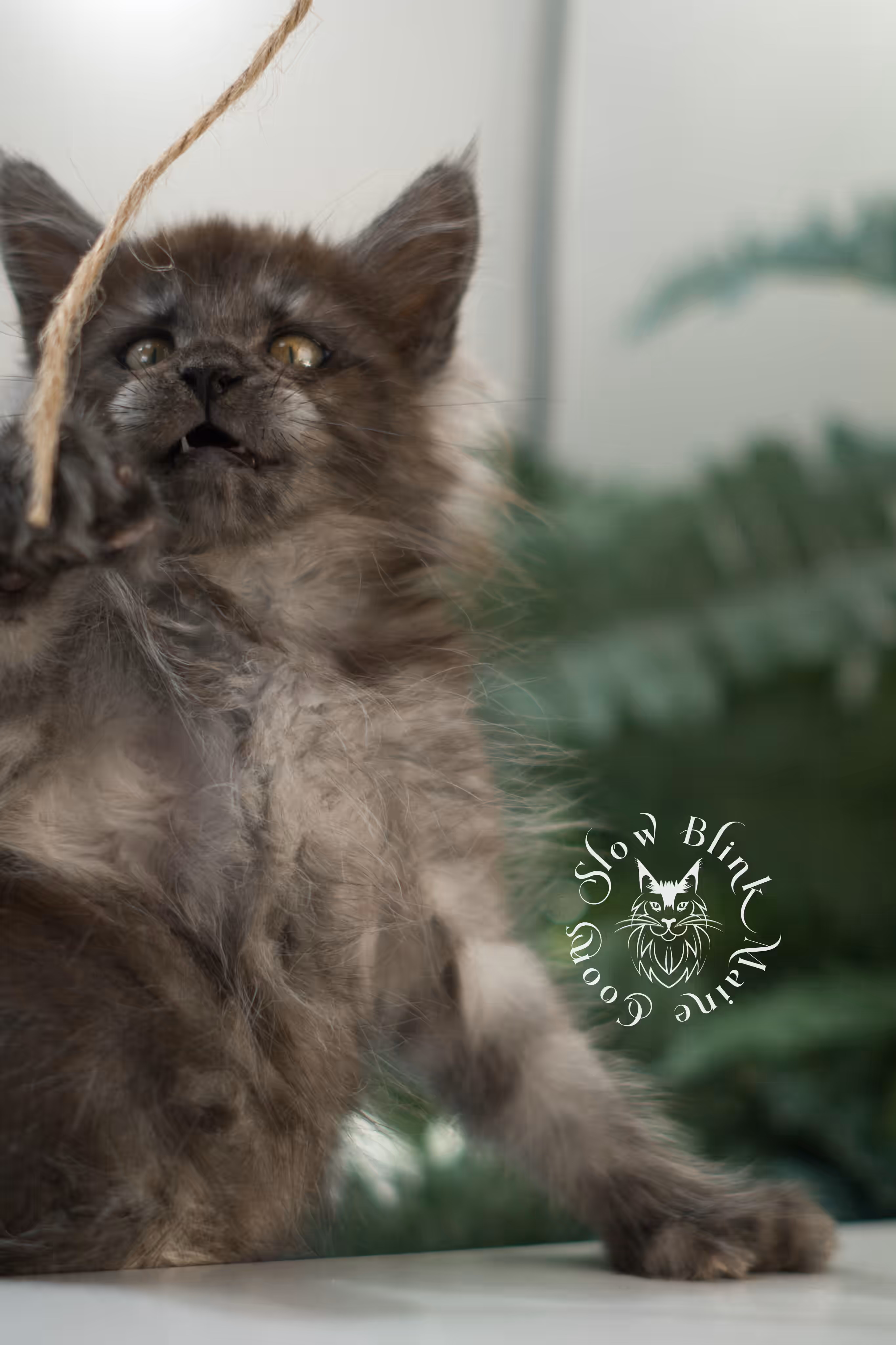 black smoke | maine coon kitten | ems code mcp ns | male | taken feb 2025 | poly | from chev bgt | age 5 weeks Black Smoke Maine Coon Kittens > black smoke | maine coon kitten | ems code mcp ns | male | taken feb 2025 | poly | from chev bgt | age 5 weeks | idx 02