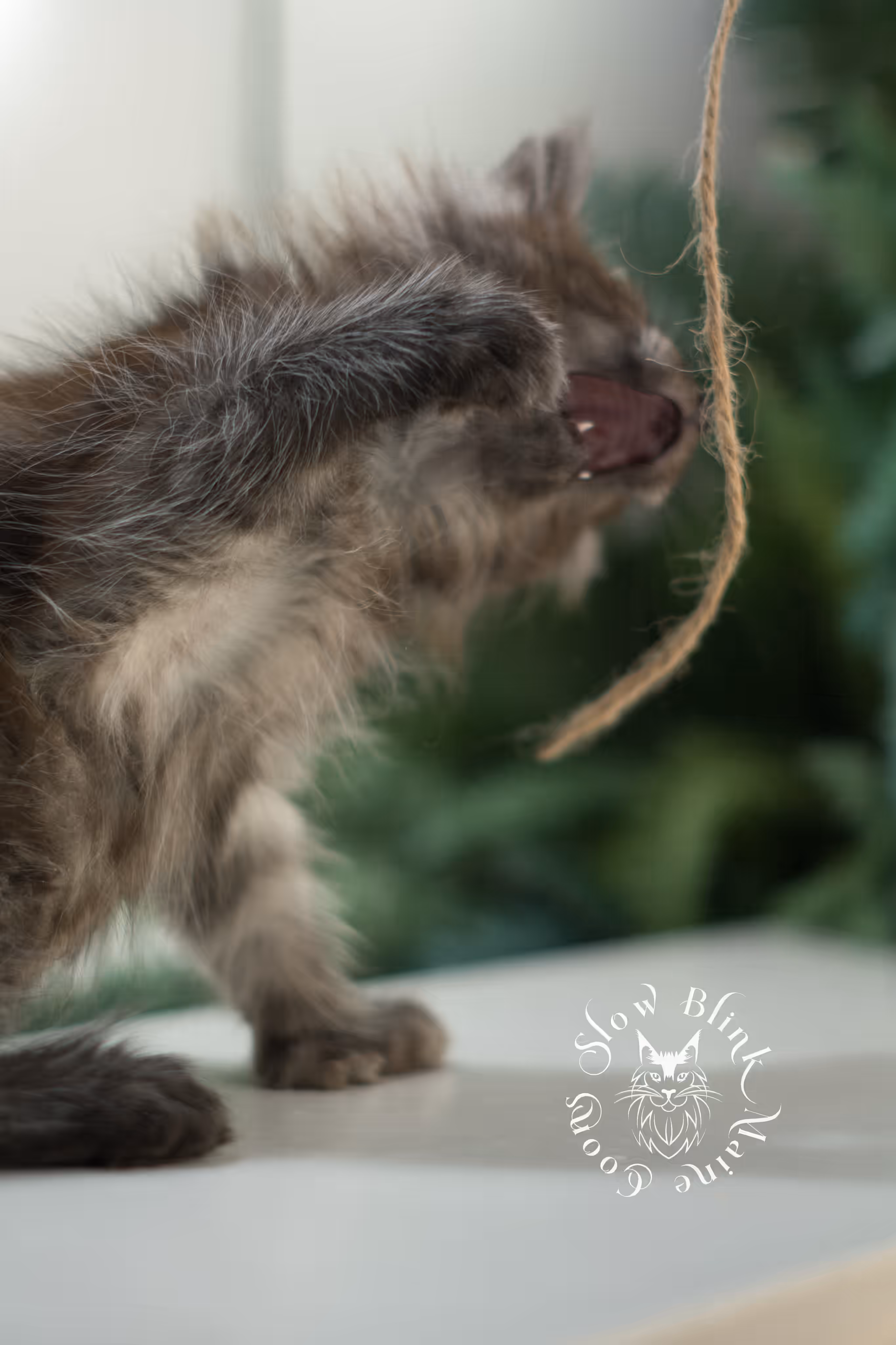 black smoke | maine coon kitten | ems code mcp ns | male | taken feb 2025 | poly | from chev bgt | age 5 weeks Black Smoke Maine Coon Kittens > black smoke | maine coon kitten | ems code mcp ns | male | taken feb 2025 | poly | from chev bgt | age 5 weeks | idx 03