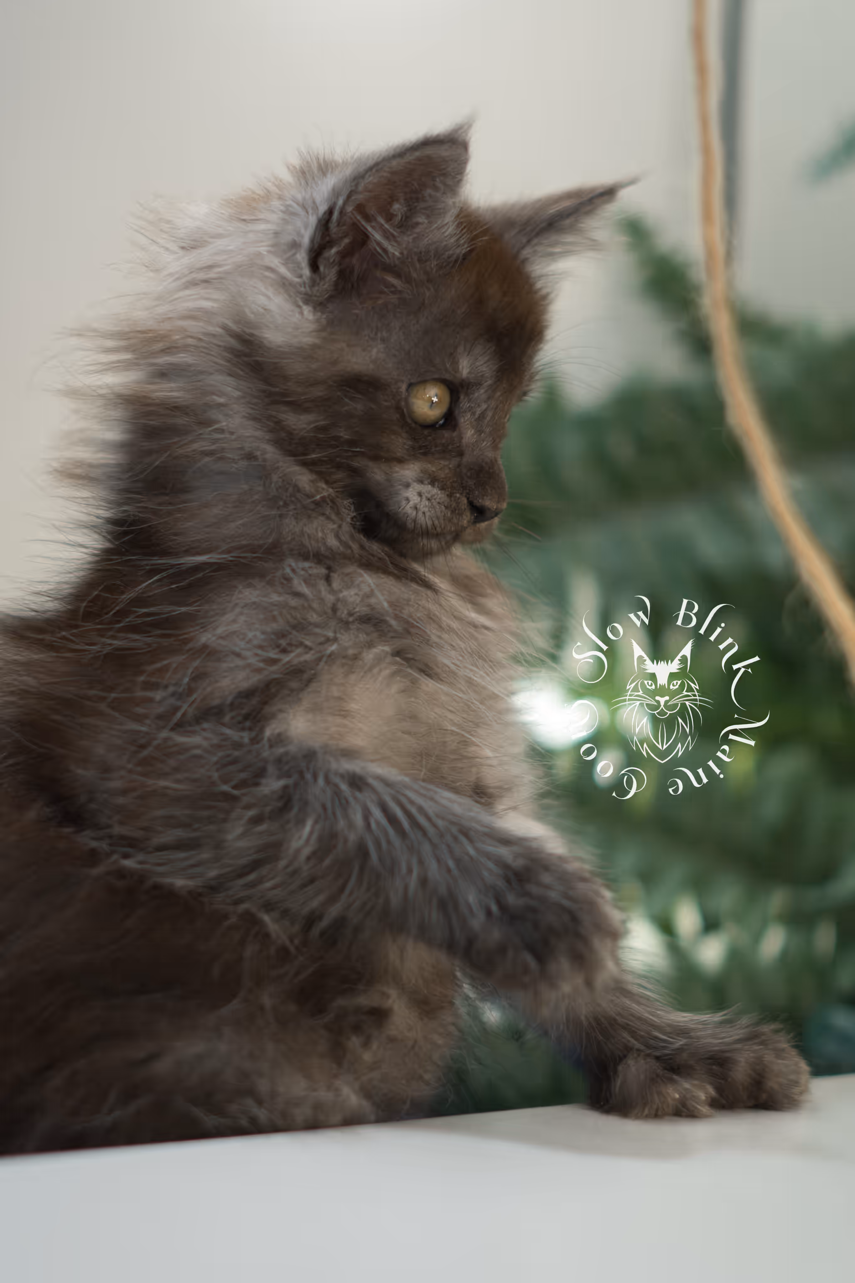 black smoke | maine coon kitten | ems code mcp ns | male | taken feb 2025 | poly | from chev bgt | age 5 weeks Black Smoke Maine Coon Kittens > black smoke | maine coon kitten | ems code mcp ns | male | taken feb 2025 | poly | from chev bgt | age 5 weeks | idx 04