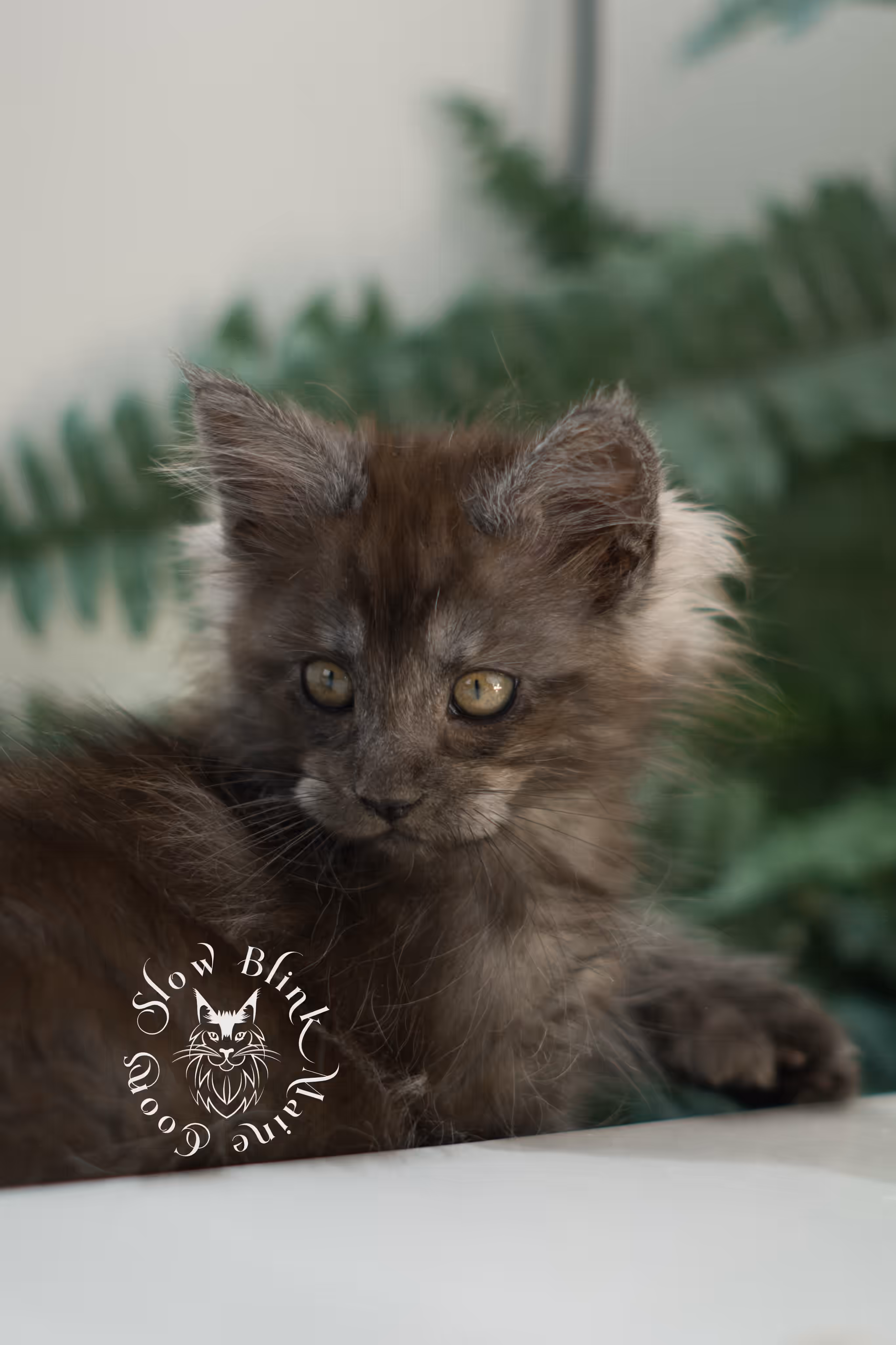 black smoke | maine coon kitten | ems code mcp ns | male | taken feb 2025 | poly | from chev bgt | age 5 weeks Black Smoke Maine Coon Kittens > black smoke | maine coon kitten | ems code mcp ns | male | taken feb 2025 | poly | from chev bgt | age 5 weeks | idx 05