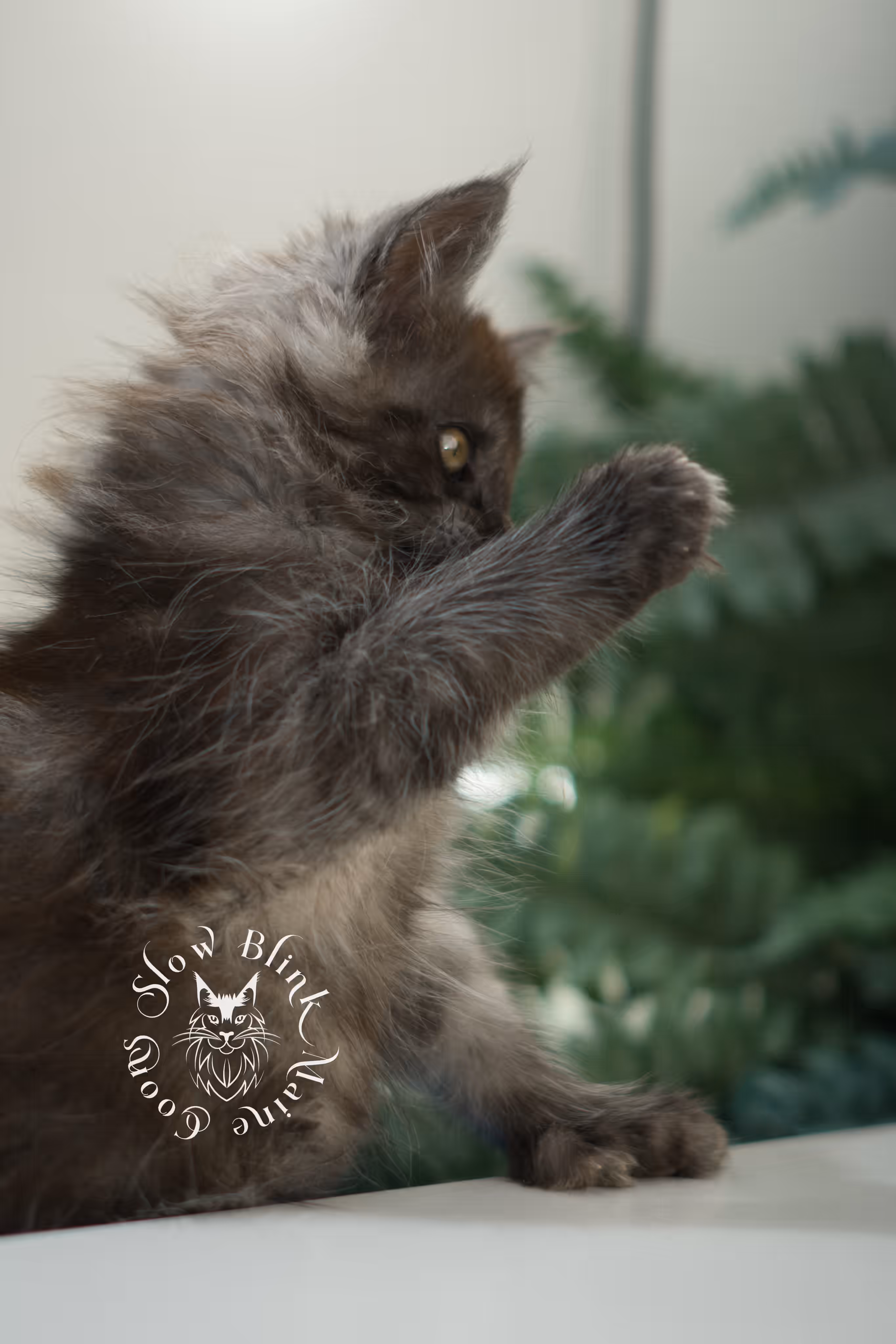 black smoke | maine coon kitten | ems code mcp ns | male | taken feb 2025 | poly | from chev bgt | age 5 weeks Black Smoke Maine Coon Kittens > black smoke | maine coon kitten | ems code mcp ns | male | taken feb 2025 | poly | from chev bgt | age 5 weeks | idx 06
