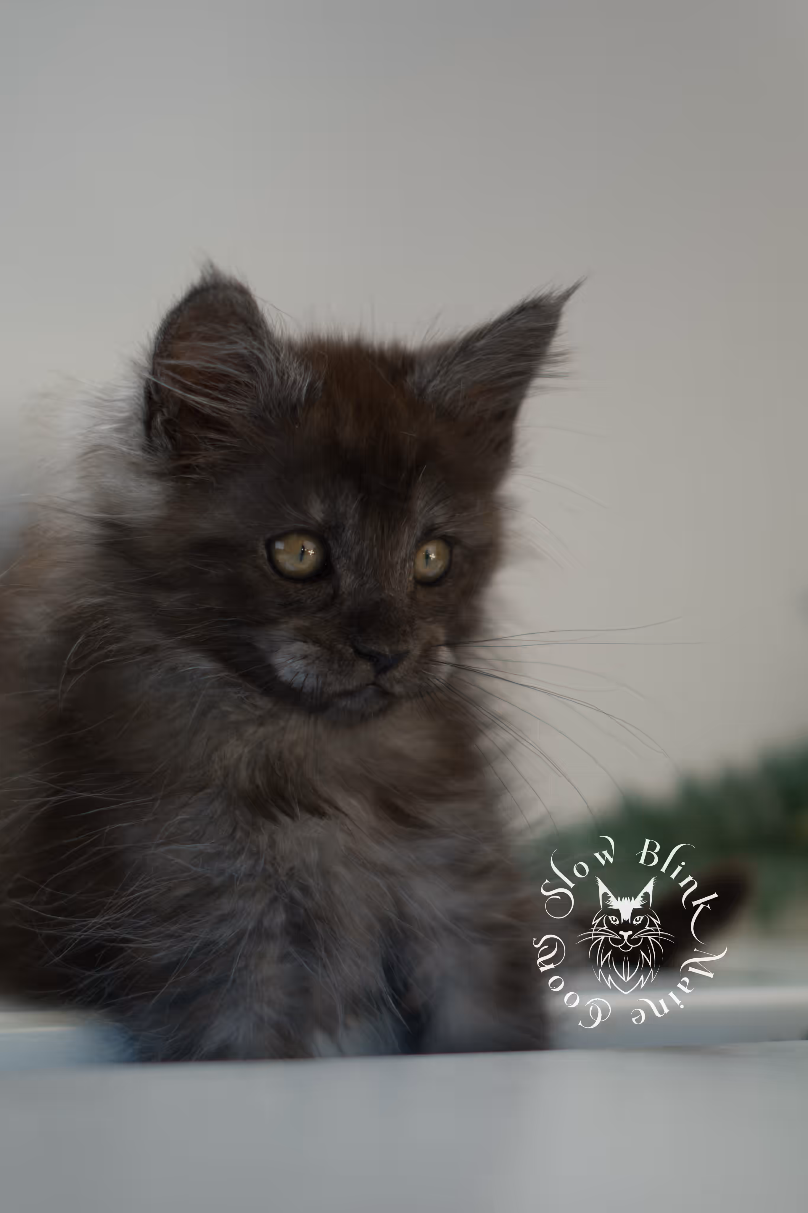 black smoke | maine coon kitten | ems code mcp ns | male | taken feb 2025 | poly | from chev bgt | age 5 weeks Black Smoke Maine Coon Kittens > black smoke | maine coon kitten | ems code mcp ns | male | taken feb 2025 | poly | from chev bgt | age 5 weeks | idx 07