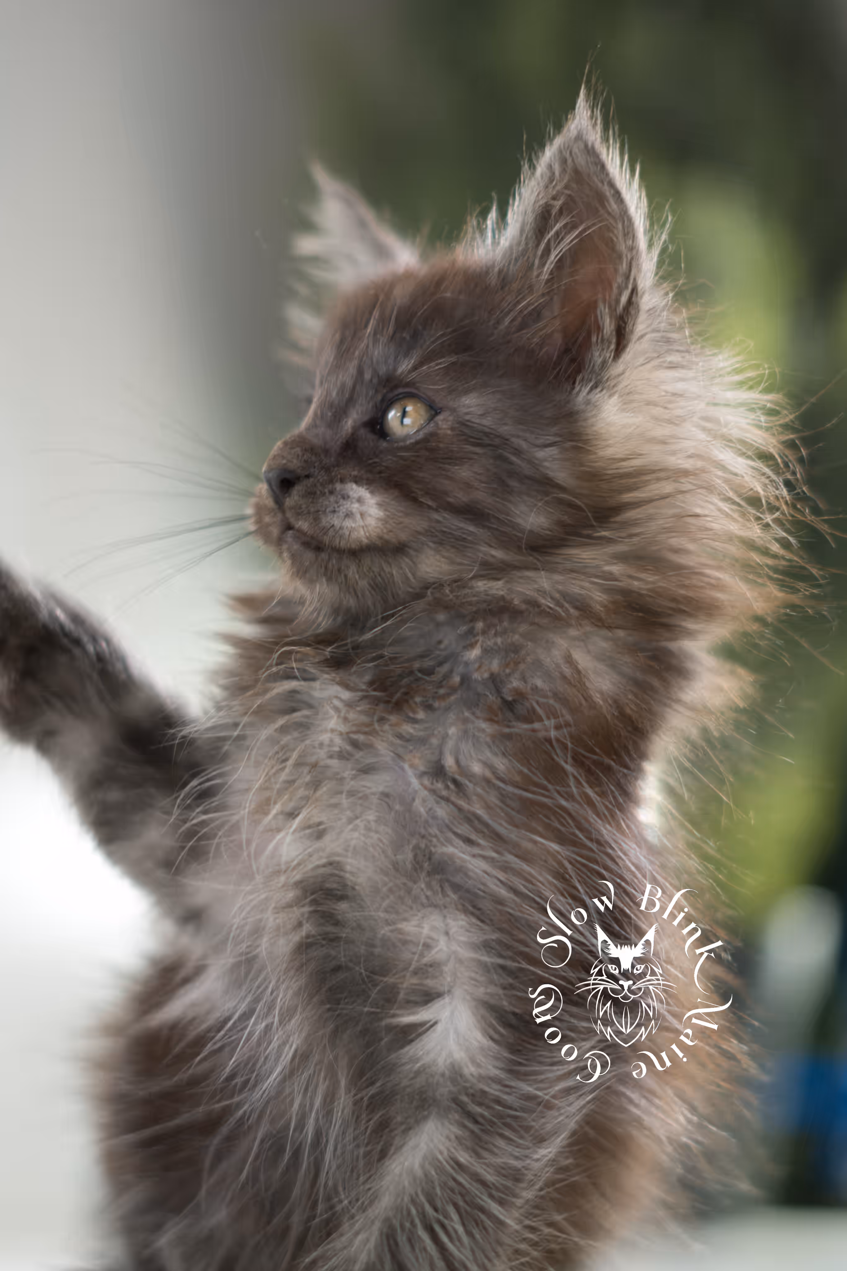 black smoke | maine coon kitten | ems code mcp ns | male | taken feb 2025 | poly | from chev bgt | age 5 weeks Black Smoke Maine Coon Kittens > black smoke | maine coon kitten | ems code mcp ns | male | taken feb 2025 | poly | from chev bgt | age 5 weeks | idx 08