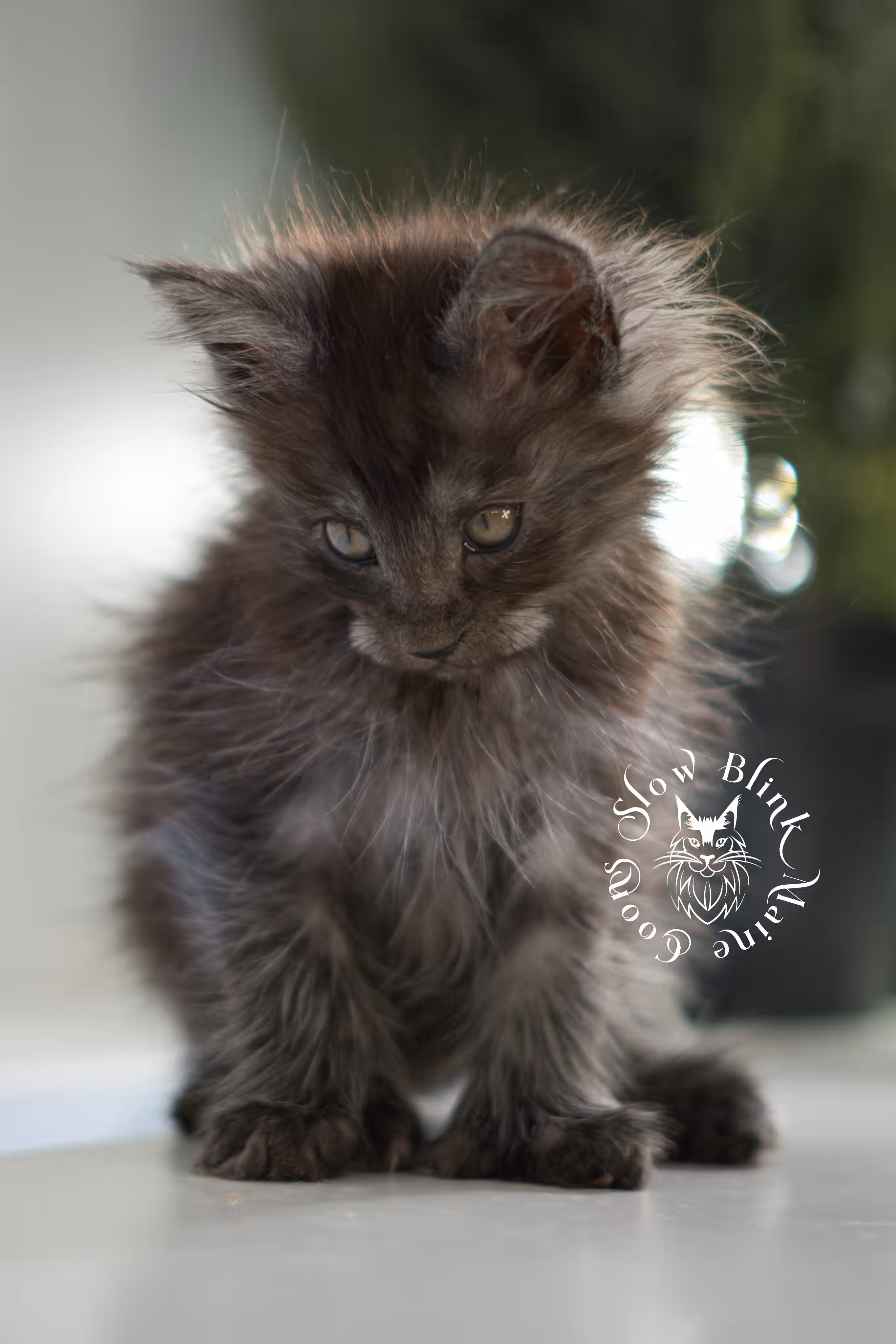 black smoke | maine coon kitten | ems code mcp ns | male | taken feb 2025 | poly | from chev bgt | age 5 weeks Black Smoke Maine Coon Kittens > black smoke | maine coon kitten | ems code mcp ns | male | taken feb 2025 | poly | from chev bgt | age 5 weeks | idx 09