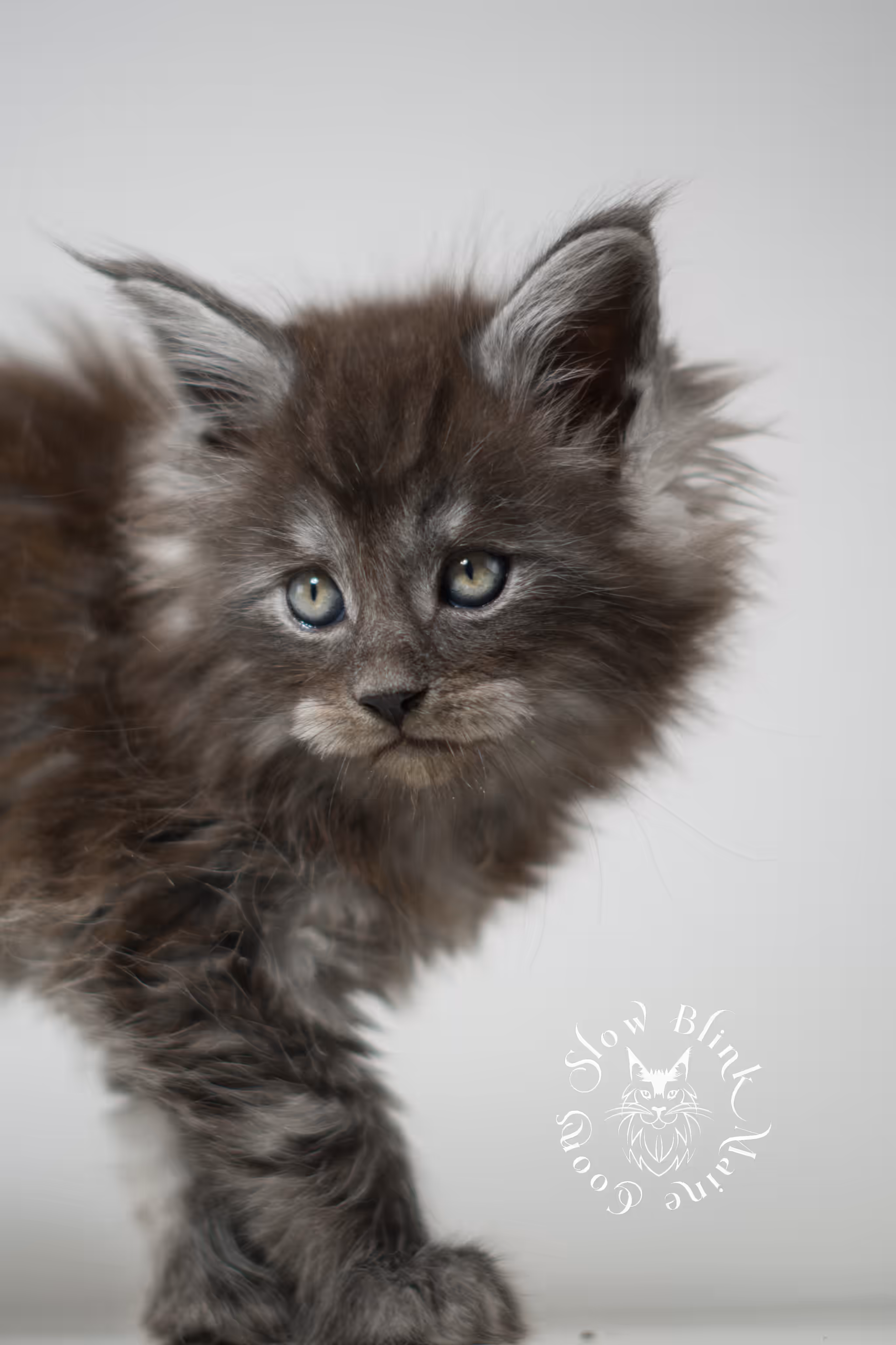 black smoke | maine coon kitten | ems code mcp ns | male | taken feb 2025 | poly | from chev bgt | age 8 weeks Black Smoke Maine Coon Kittens > black smoke | maine coon kitten | ems code mcp ns | male | taken feb 2025 | poly | from chev bgt | age 8 weeks | idx 01