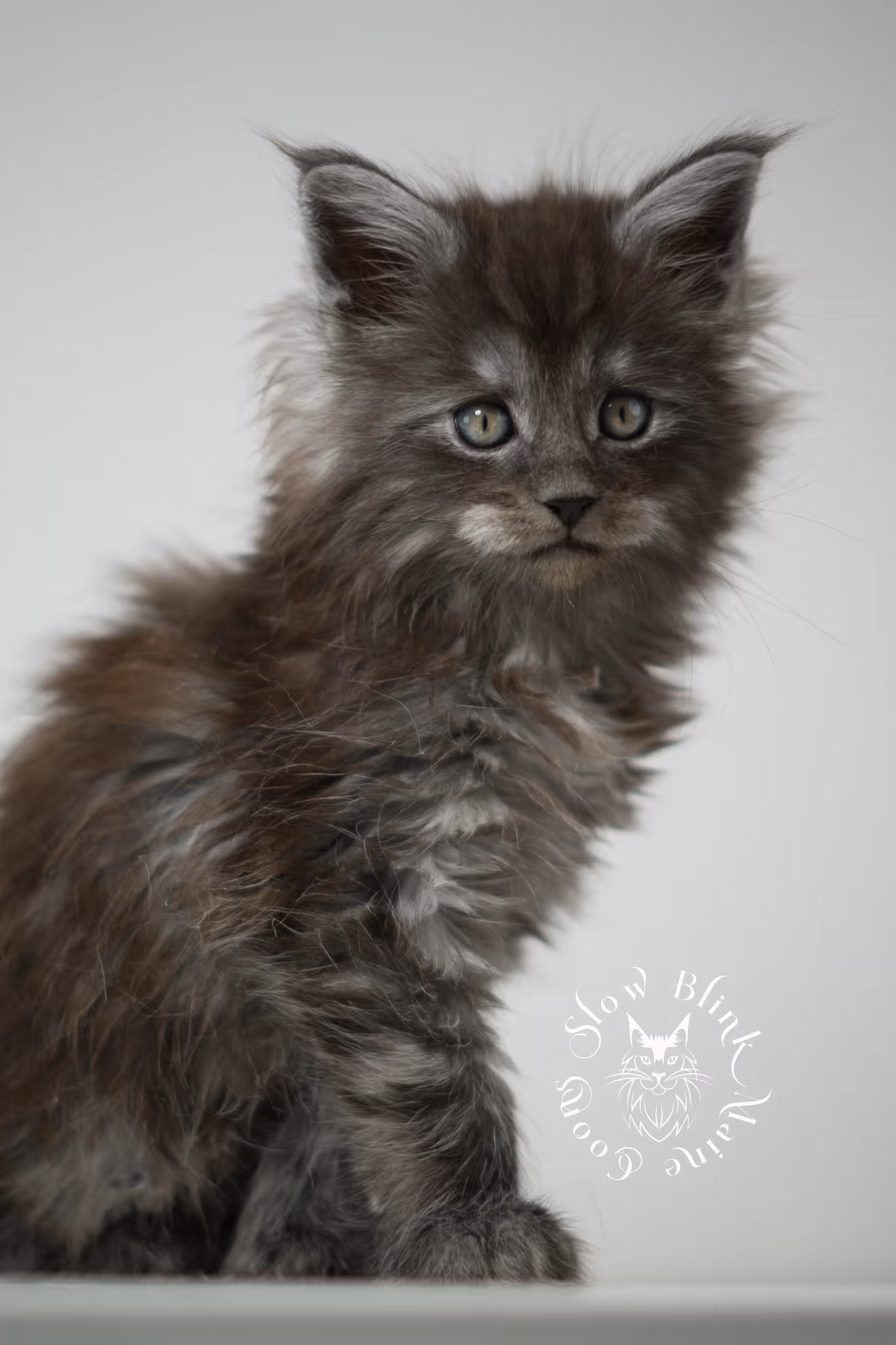 black smoke | maine coon kitten | ems code mcp ns | male | taken feb 2025 | poly | from chev bgt | age 8 weeks Black Smoke Maine Coon Kittens > black smoke | maine coon kitten | ems code mcp ns | male | taken feb 2025 | poly | from chev bgt | age 8 weeks | idx 02