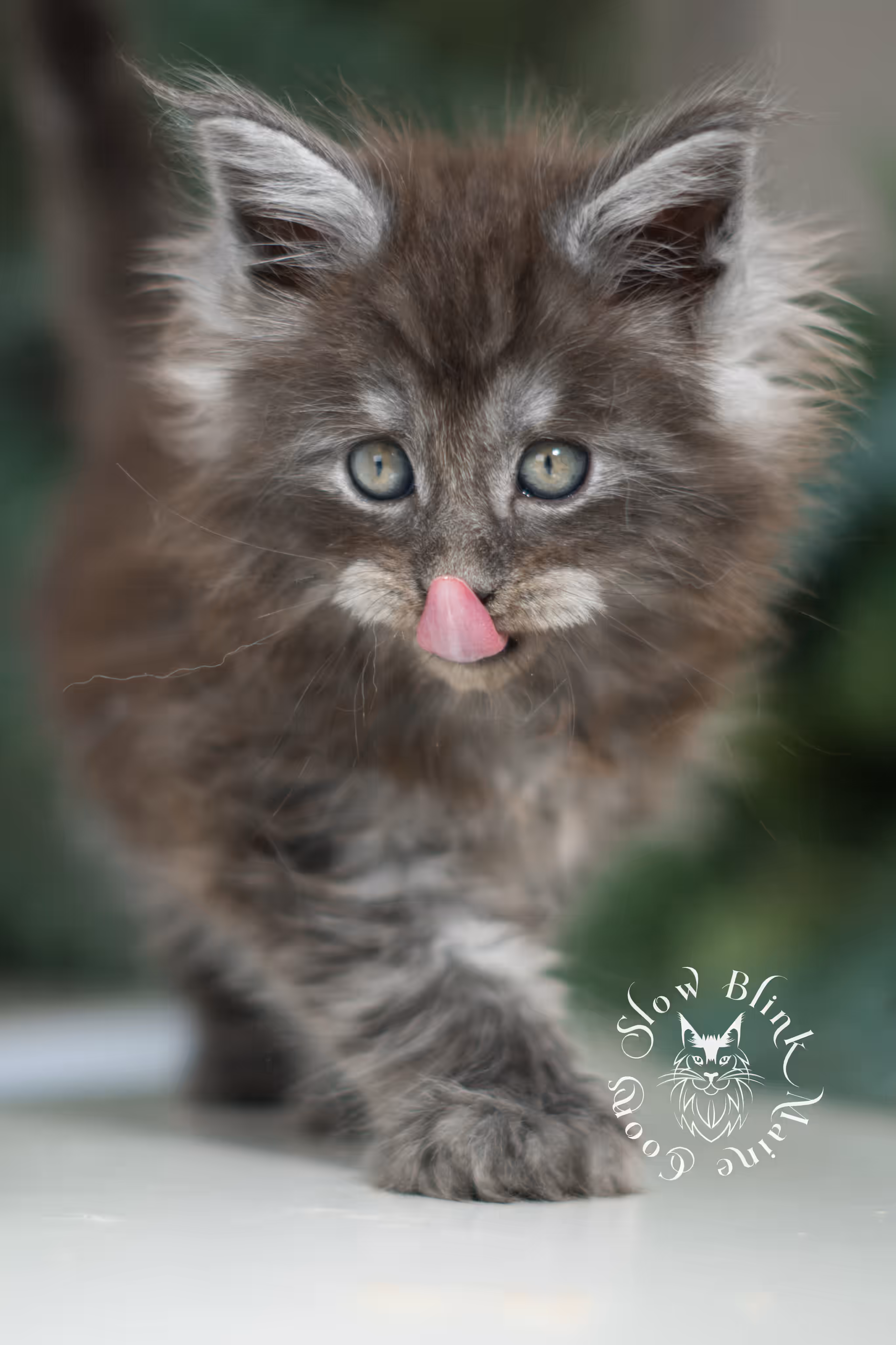 black smoke | maine coon kitten | ems code mcp ns | male | taken feb 2025 | poly | from chev bgt | age 8 weeks Black Smoke Maine Coon Kittens > black smoke | maine coon kitten | ems code mcp ns | male | taken feb 2025 | poly | from chev bgt | age 8 weeks | idx 03