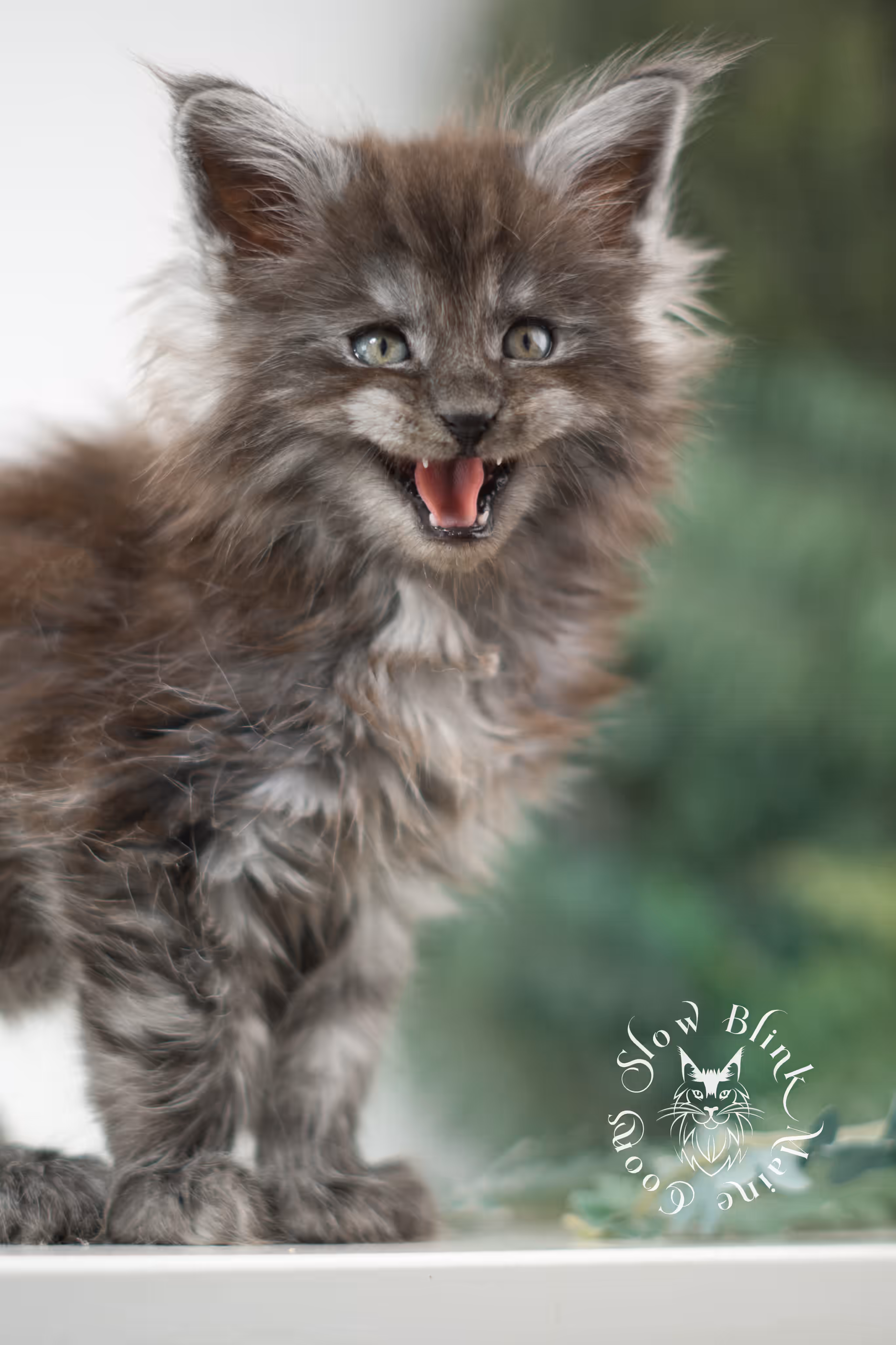 black smoke | maine coon kitten | ems code mcp ns | male | taken feb 2025 | poly | from chev bgt | age 8 weeks Black Smoke Maine Coon Kittens > black smoke | maine coon kitten | ems code mcp ns | male | taken feb 2025 | poly | from chev bgt | age 8 weeks | idx 04
