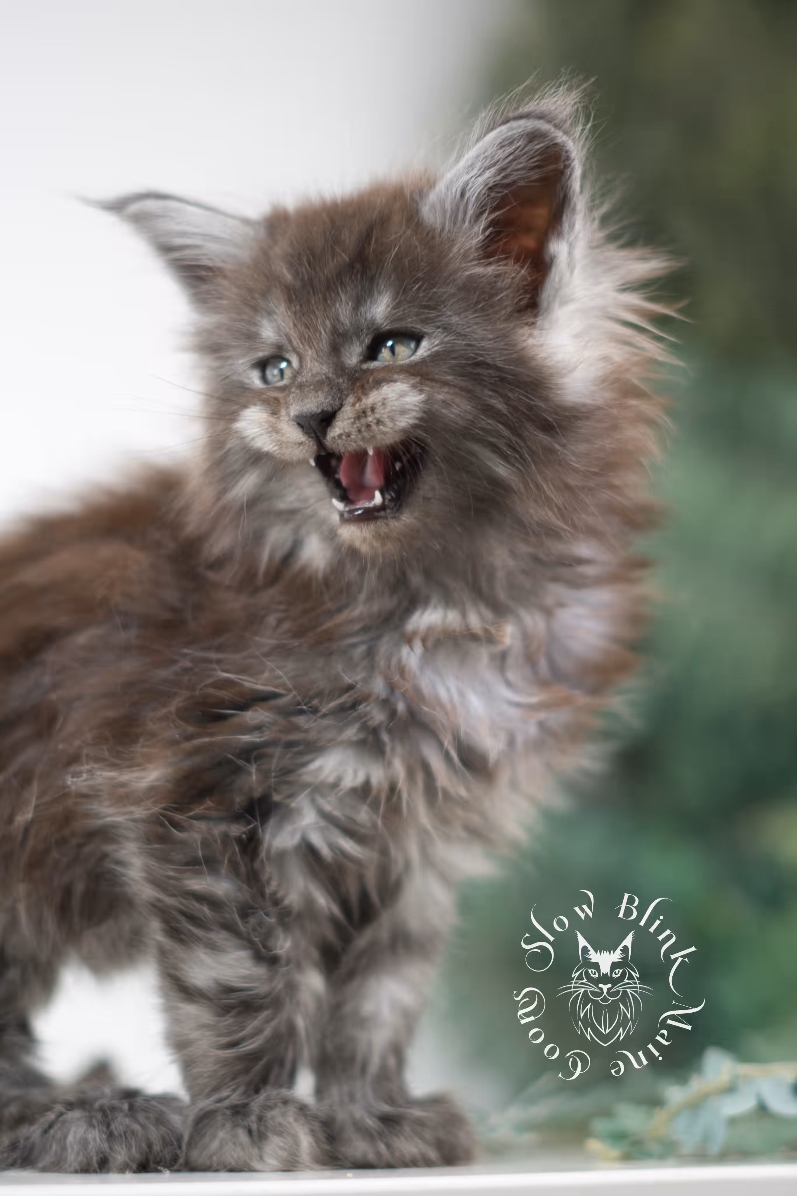 black smoke | maine coon kitten | ems code mcp ns | male | taken feb 2025 | poly | from chev bgt | age 8 weeks Black Smoke Maine Coon Kittens > black smoke | maine coon kitten | ems code mcp ns | male | taken feb 2025 | poly | from chev bgt | age 8 weeks | idx 05