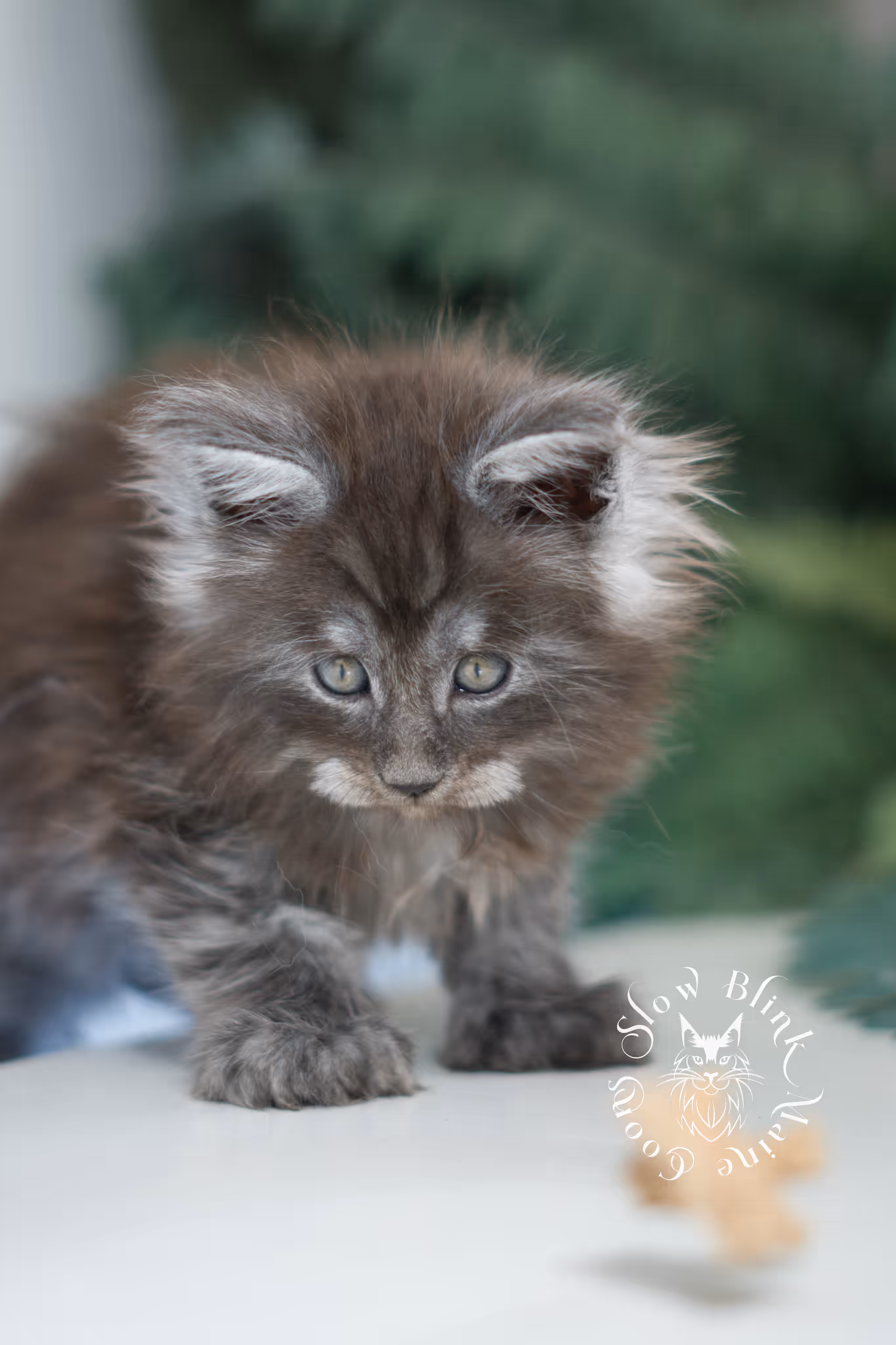 black smoke | maine coon kitten | ems code mcp ns | male | taken feb 2025 | poly | from chev bgt | age 8 weeks Black Smoke Maine Coon Kittens > black smoke | maine coon kitten | ems code mcp ns | male | taken feb 2025 | poly | from chev bgt | age 8 weeks | idx 06