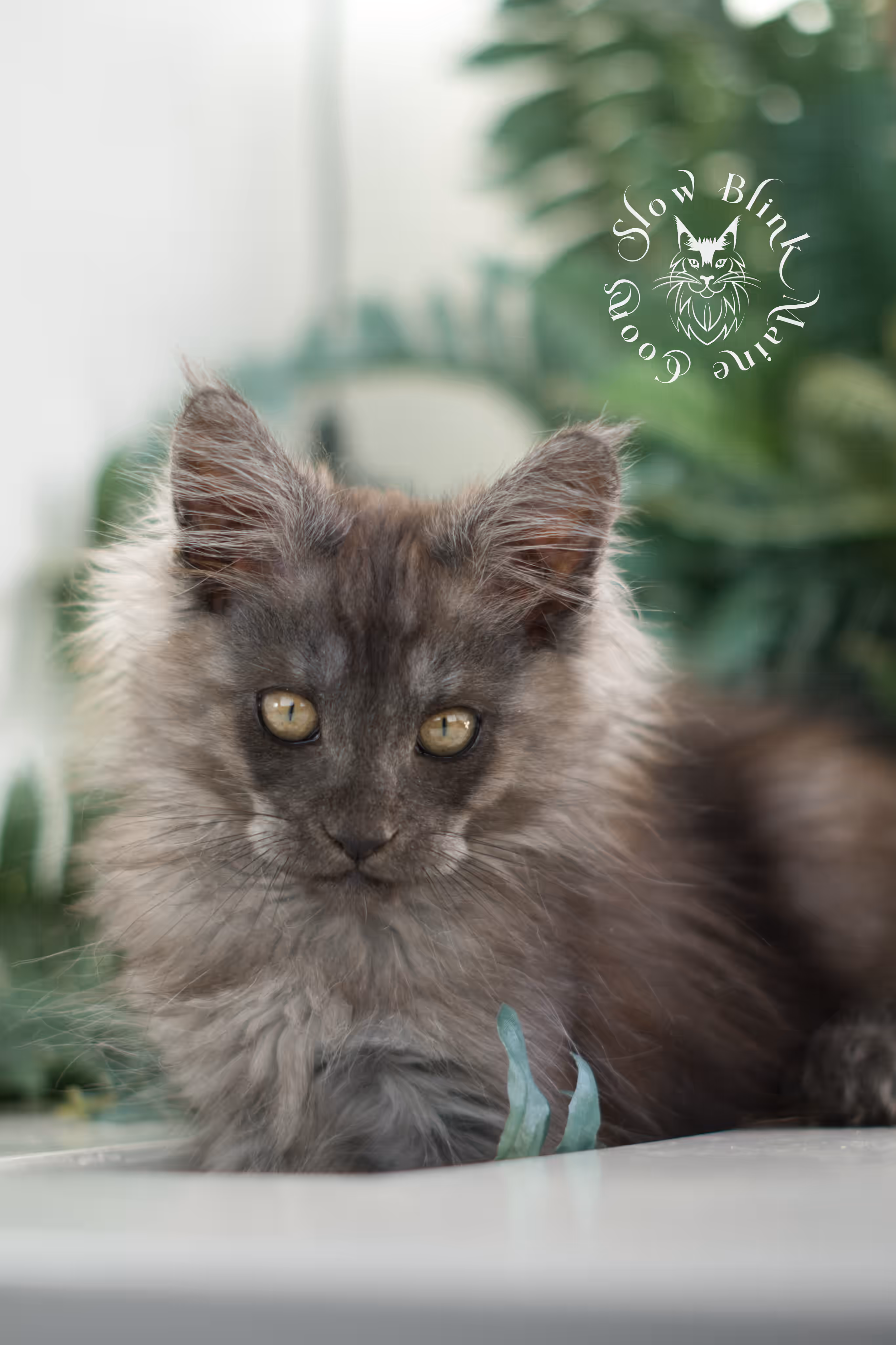 black smoke | maine coon kitten | ems code mcp ns | male | taken feb 2025 | poly | from chev bgt | age 9 weeks Black Smoke Maine Coon Kittens > black smoke | maine coon kitten | ems code mcp ns | male | taken feb 2025 | poly | from chev bgt | age 9 weeks | idx 01