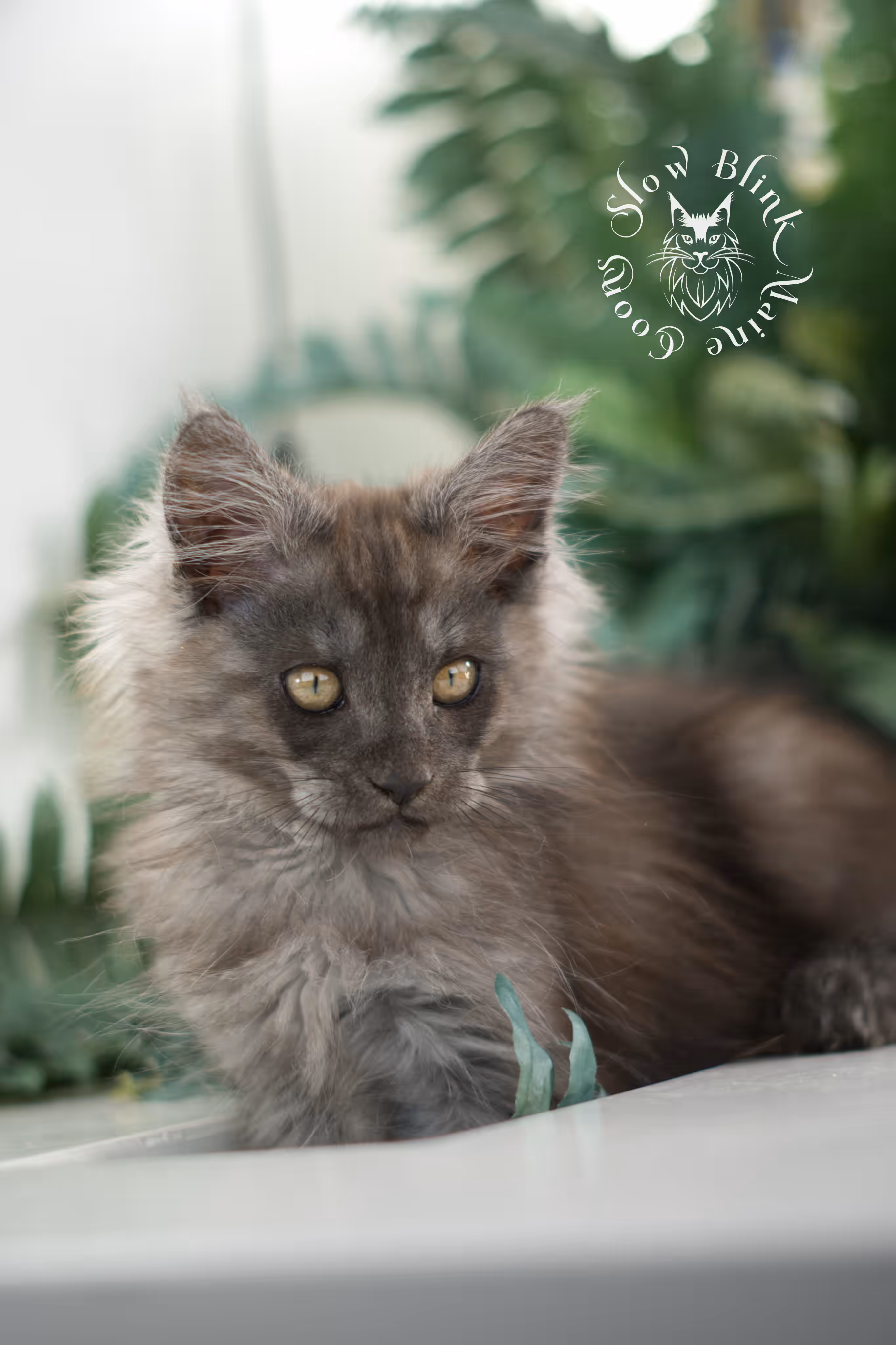 black smoke | maine coon kitten | ems code mcp ns | male | taken feb 2025 | poly | from chev bgt | age 9 weeks Black Smoke Maine Coon Kittens > black smoke | maine coon kitten | ems code mcp ns | male | taken feb 2025 | poly | from chev bgt | age 9 weeks | idx 04