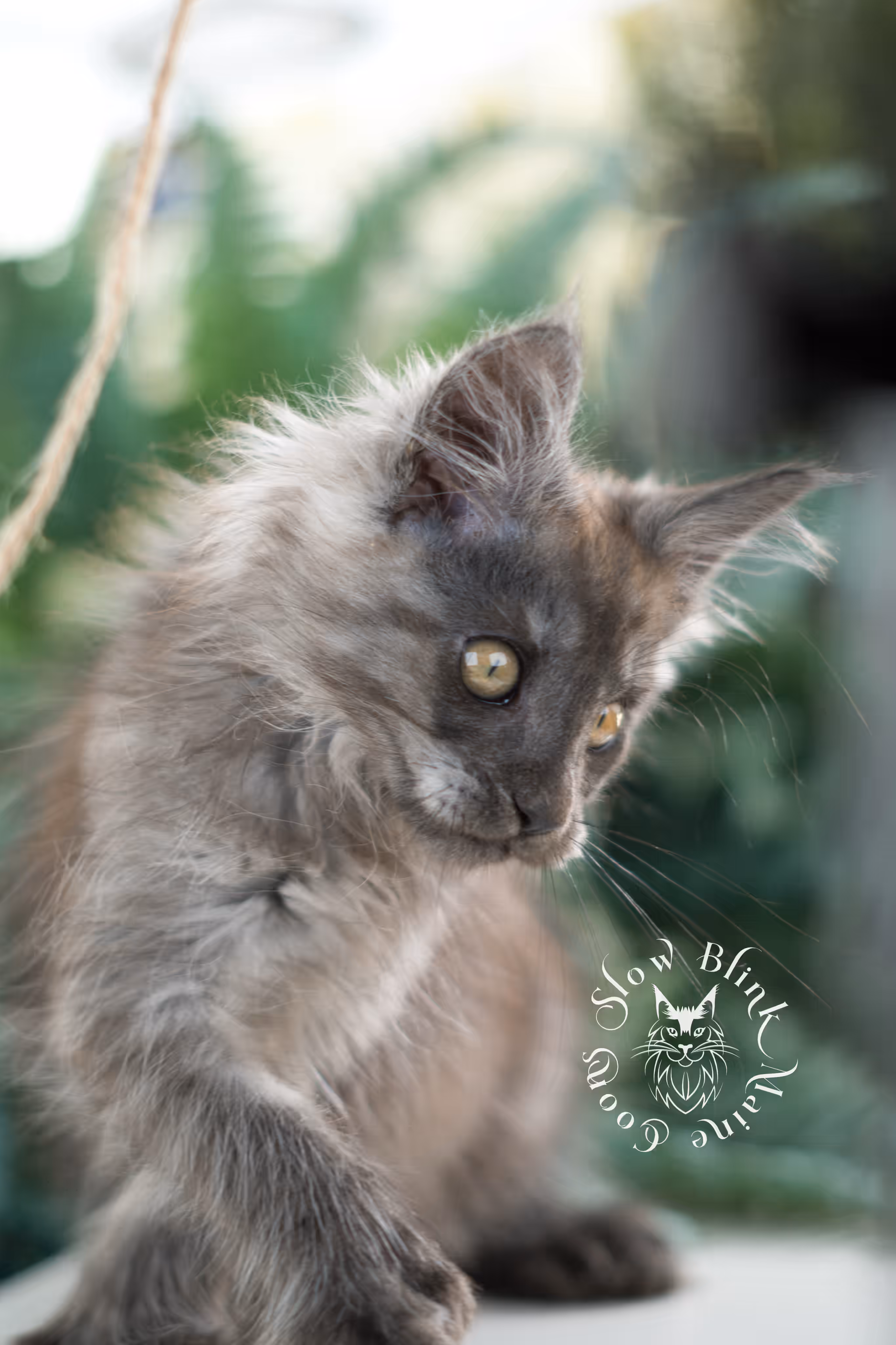 black smoke | maine coon kitten | ems code mcp ns | male | taken feb 2025 | poly | from chev bgt | age 9 weeks Black Smoke Maine Coon Kittens > black smoke | maine coon kitten | ems code mcp ns | male | taken feb 2025 | poly | from chev bgt | age 9 weeks | idx 05
