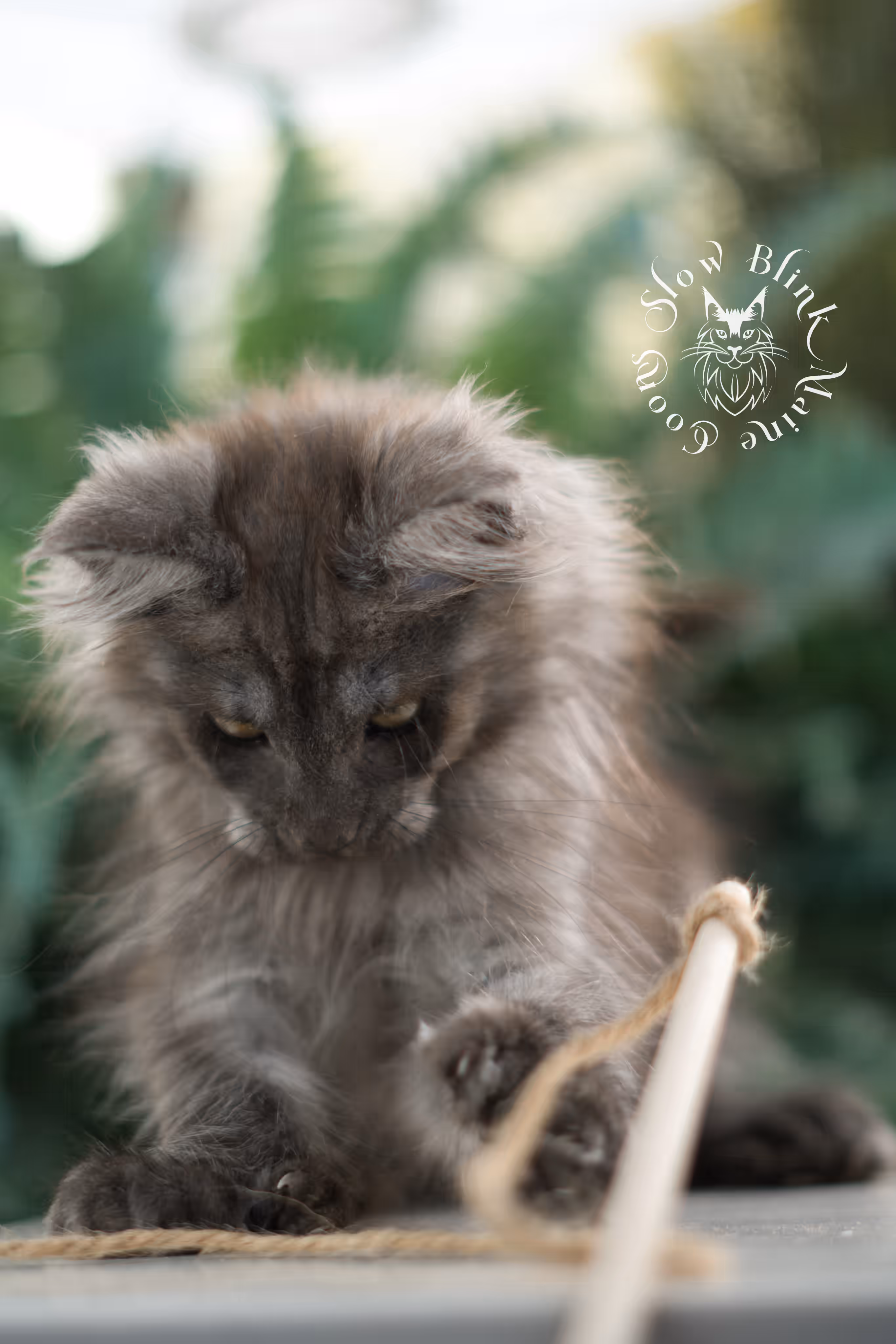 black smoke | maine coon kitten | ems code mcp ns | male | taken feb 2025 | poly | from chev bgt | age 9 weeks Black Smoke Maine Coon Kittens > black smoke | maine coon kitten | ems code mcp ns | male | taken feb 2025 | poly | from chev bgt | age 9 weeks | idx 07