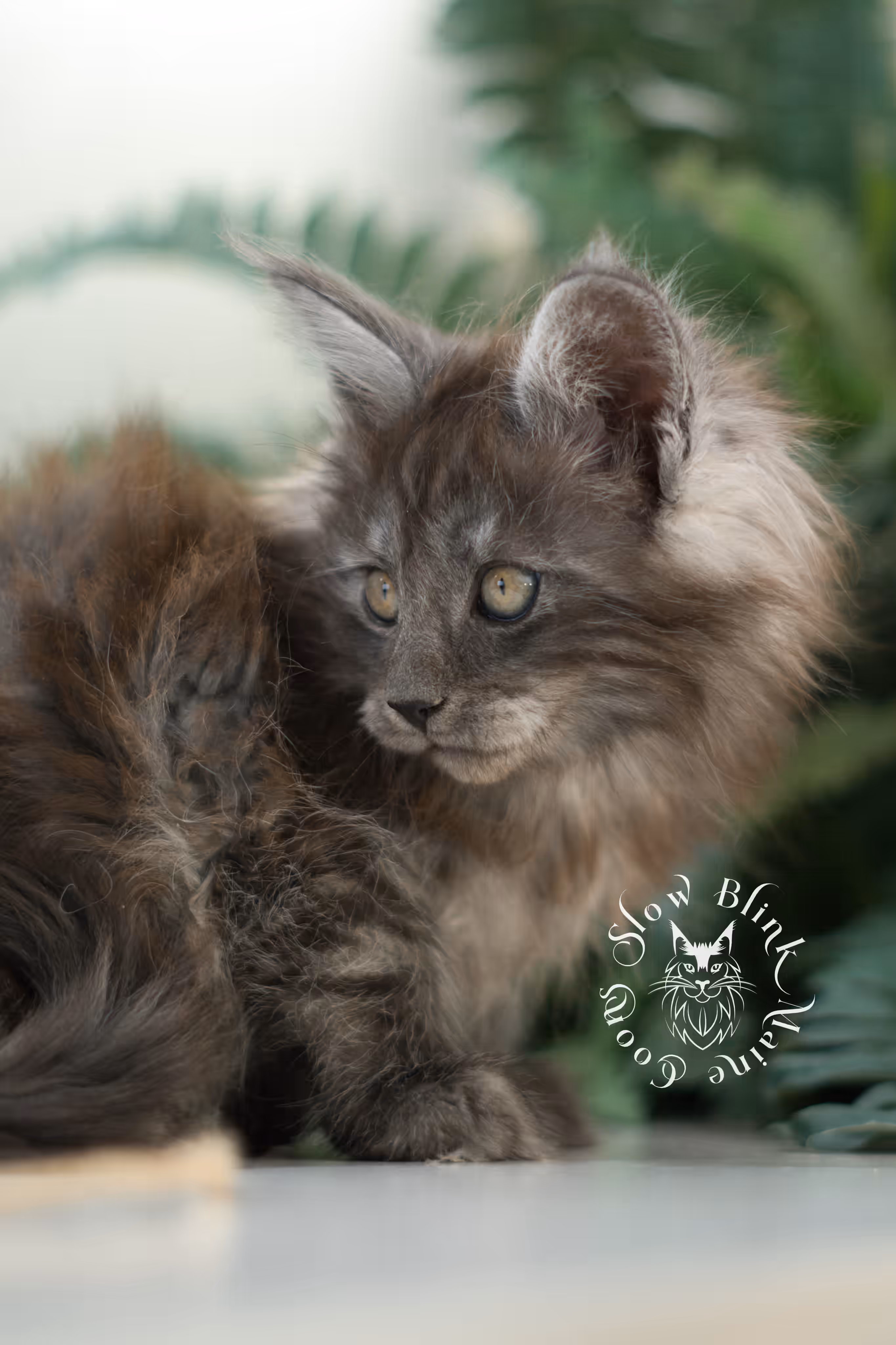 black smoke | maine coon kitten | ems code mcp ns | male | taken jan 2025 | poly | age 6 weeks Black Smoke Maine Coon Kittens > black smoke | maine coon kitten | ems code mcp ns | male | taken jan 2025 | poly | age 6 weeks | idx 01