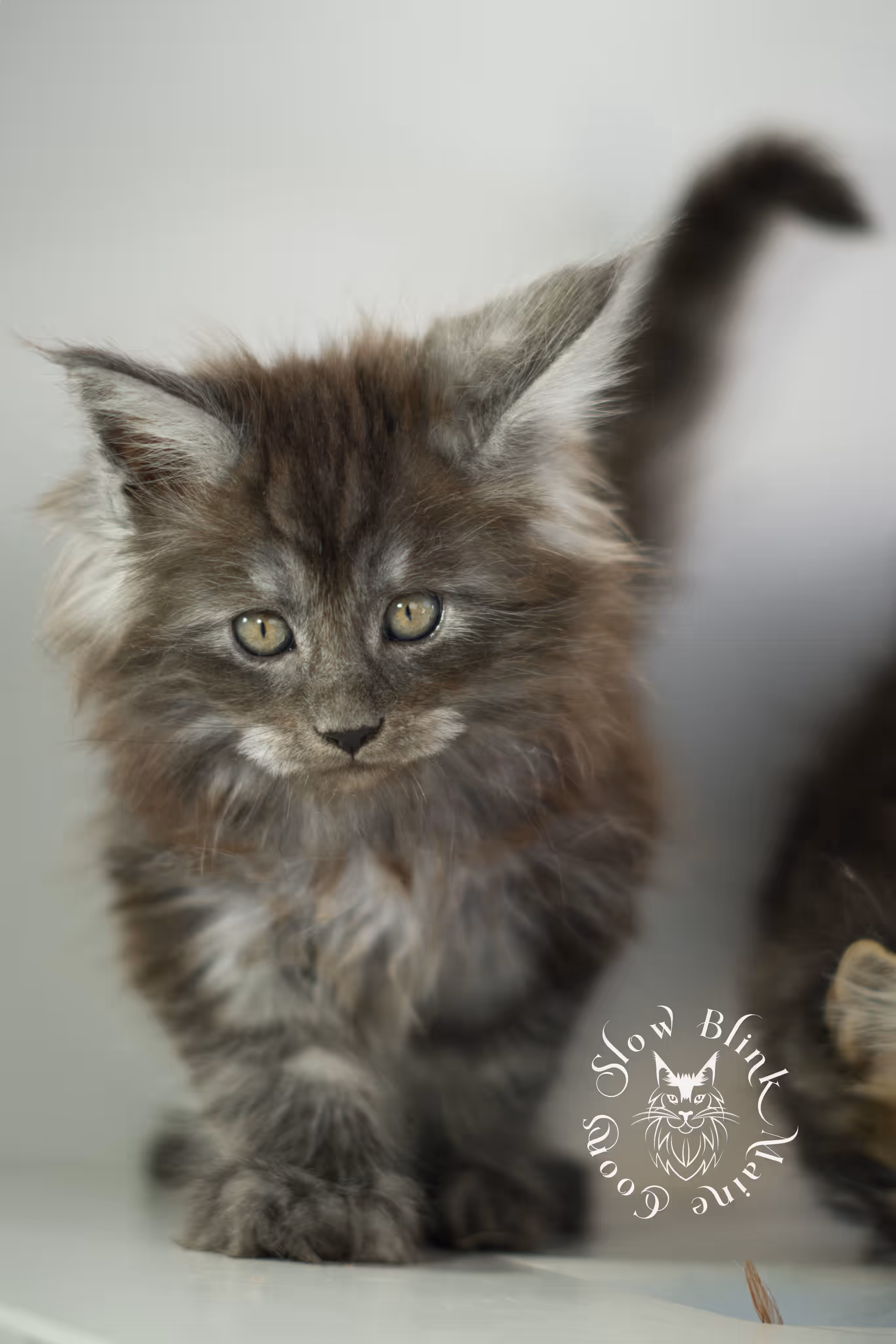 black smoke | maine coon kitten | ems code mcp ns | male | taken jan 2025 | poly | age 6 weeks Black Smoke Maine Coon Kittens > black smoke | maine coon kitten | ems code mcp ns | male | taken jan 2025 | poly | age 6 weeks | idx 02