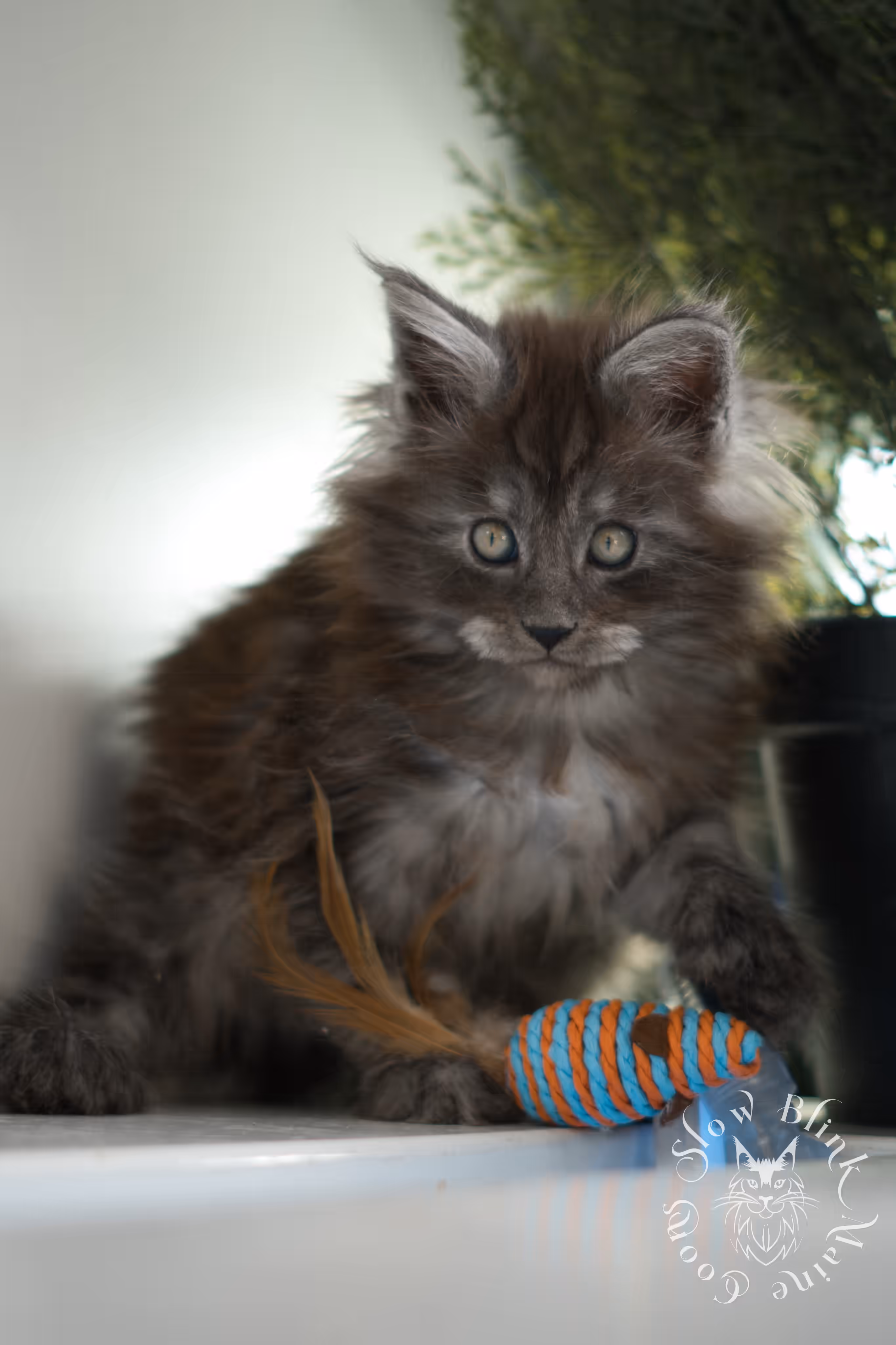 black smoke | maine coon kitten | ems code mcp ns | male | taken jan 2025 | poly | age 6 weeks Black Smoke Maine Coon Kittens > black smoke | maine coon kitten | ems code mcp ns | male | taken jan 2025 | poly | age 6 weeks | idx 03