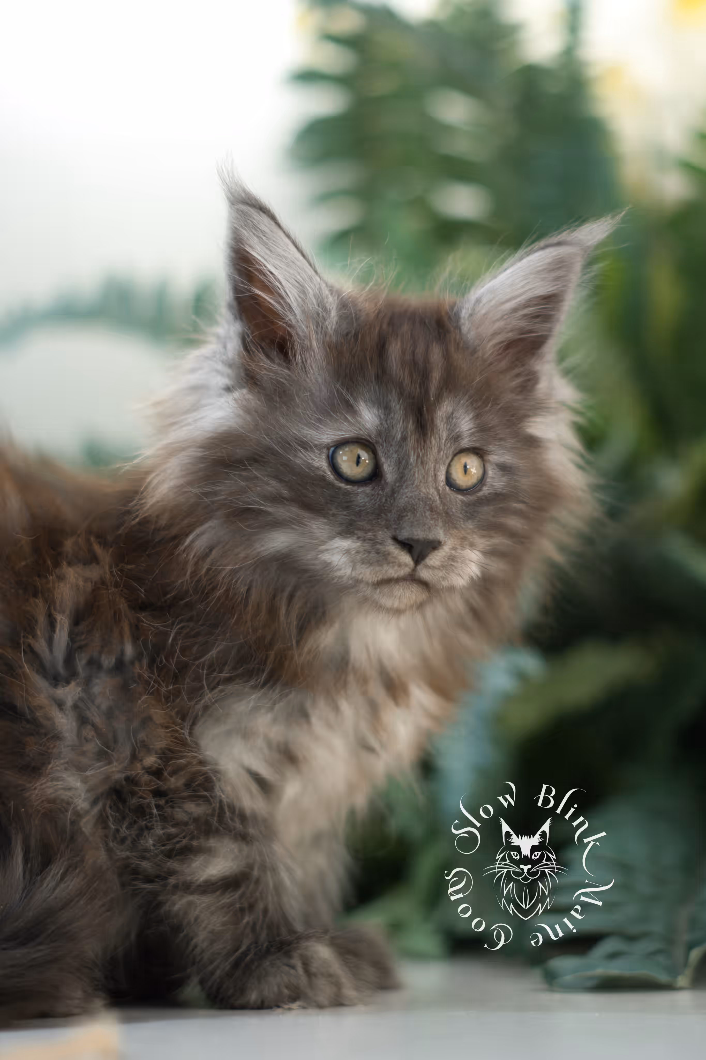 black smoke | maine coon kitten | ems code mcp ns | male | taken jan 2025 | poly | age 6 weeks Black Smoke Maine Coon Kittens > black smoke | maine coon kitten | ems code mcp ns | male | taken jan 2025 | poly | age 6 weeks | idx 04
